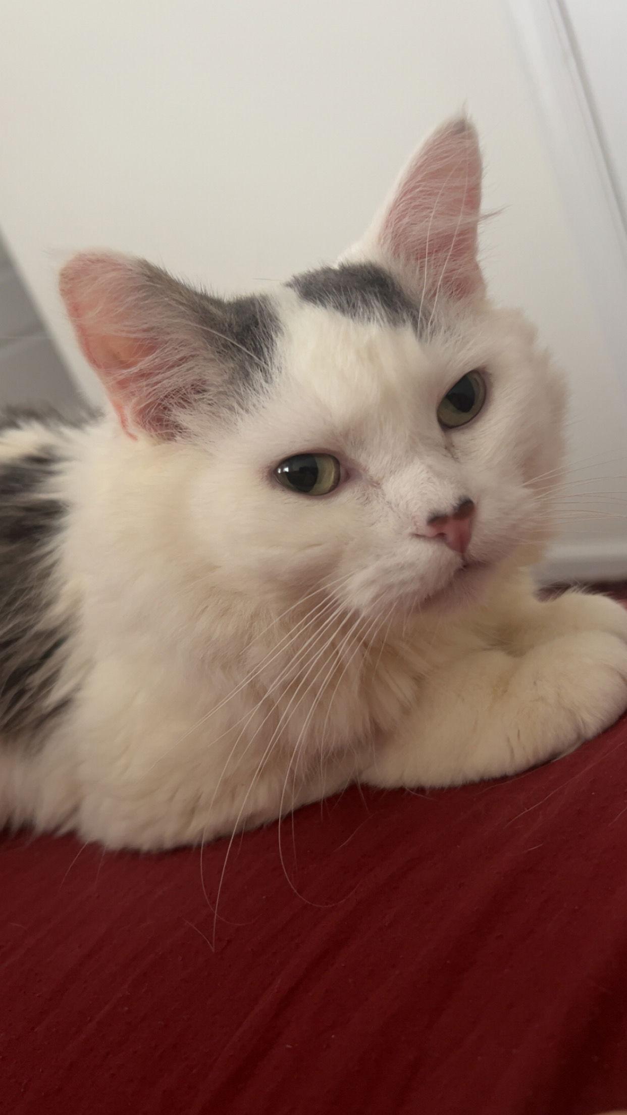 Sir Love Bug, a Adoptable Domestic Medium Hair in Absecon, NJ image 2/3