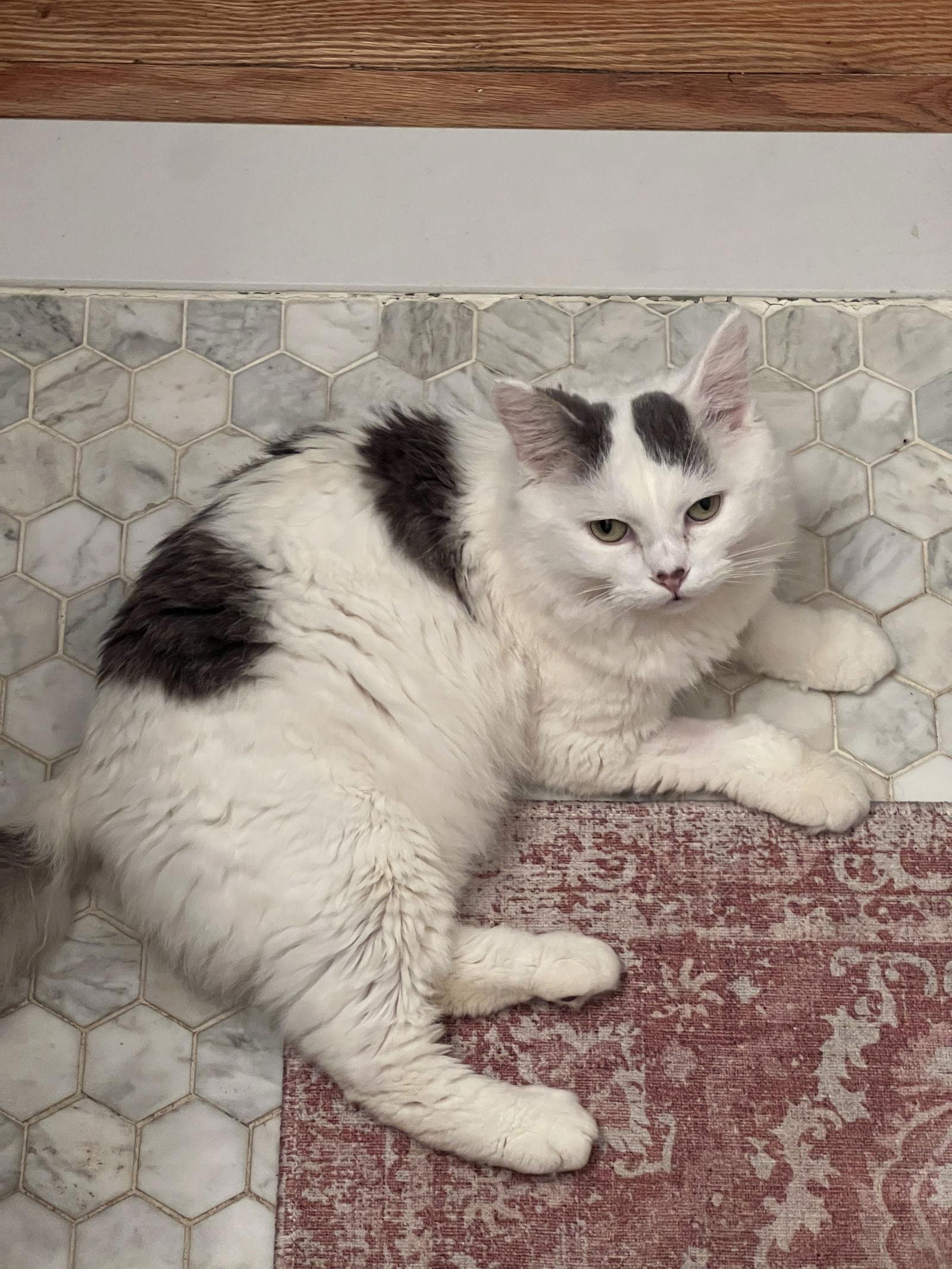 Sir Love Bug, a Adoptable Domestic Medium Hair in Absecon, NJ image 3/3