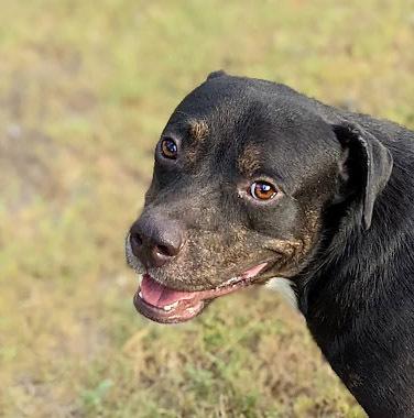 Stevie, Adoptable, Adult Male Pit Bull Terrier & Labrador Retriever.