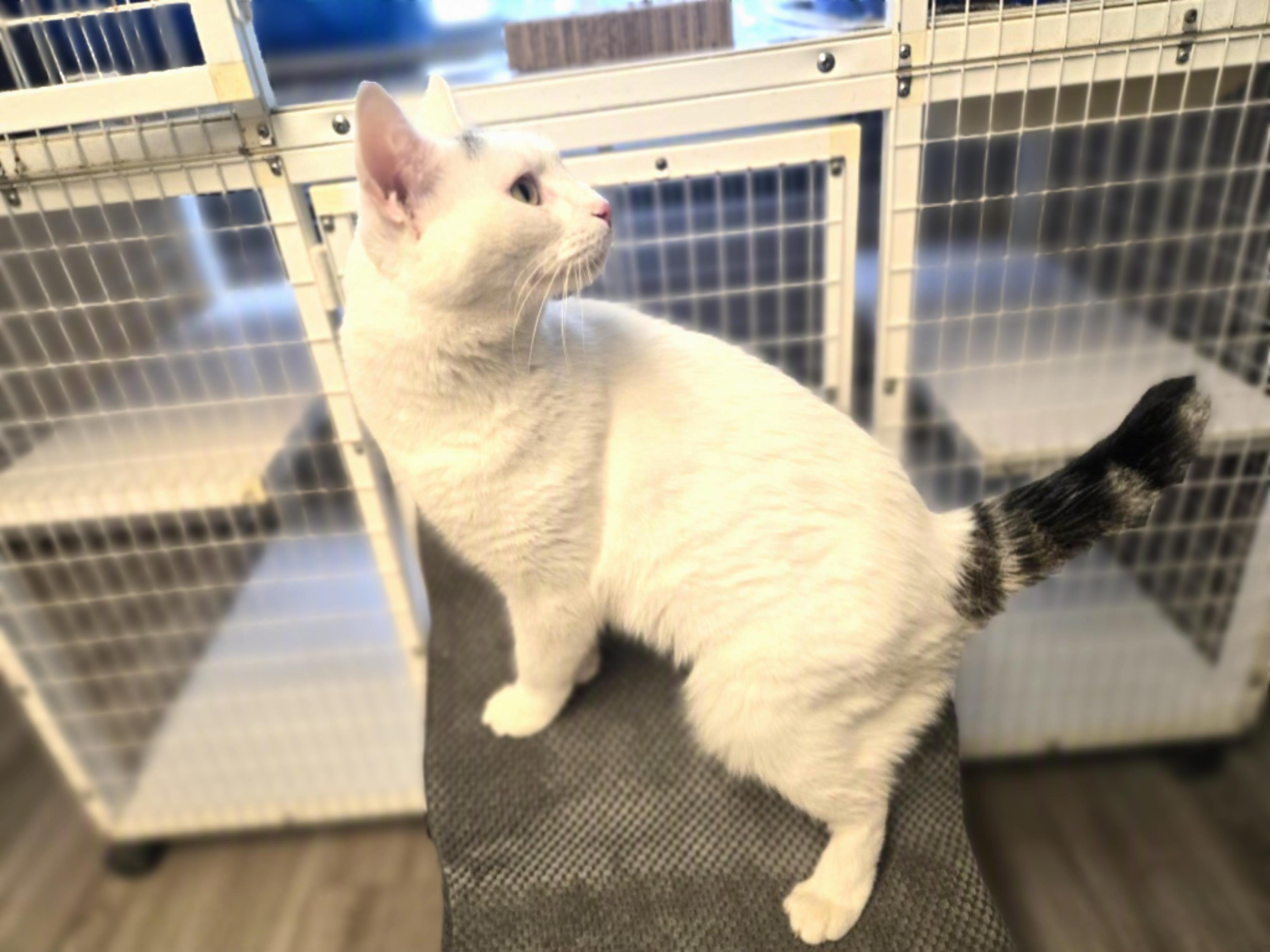 Enlarge Buddy, a ADOPTABLE Domestic Short Hair in Milford, CT image 2/4