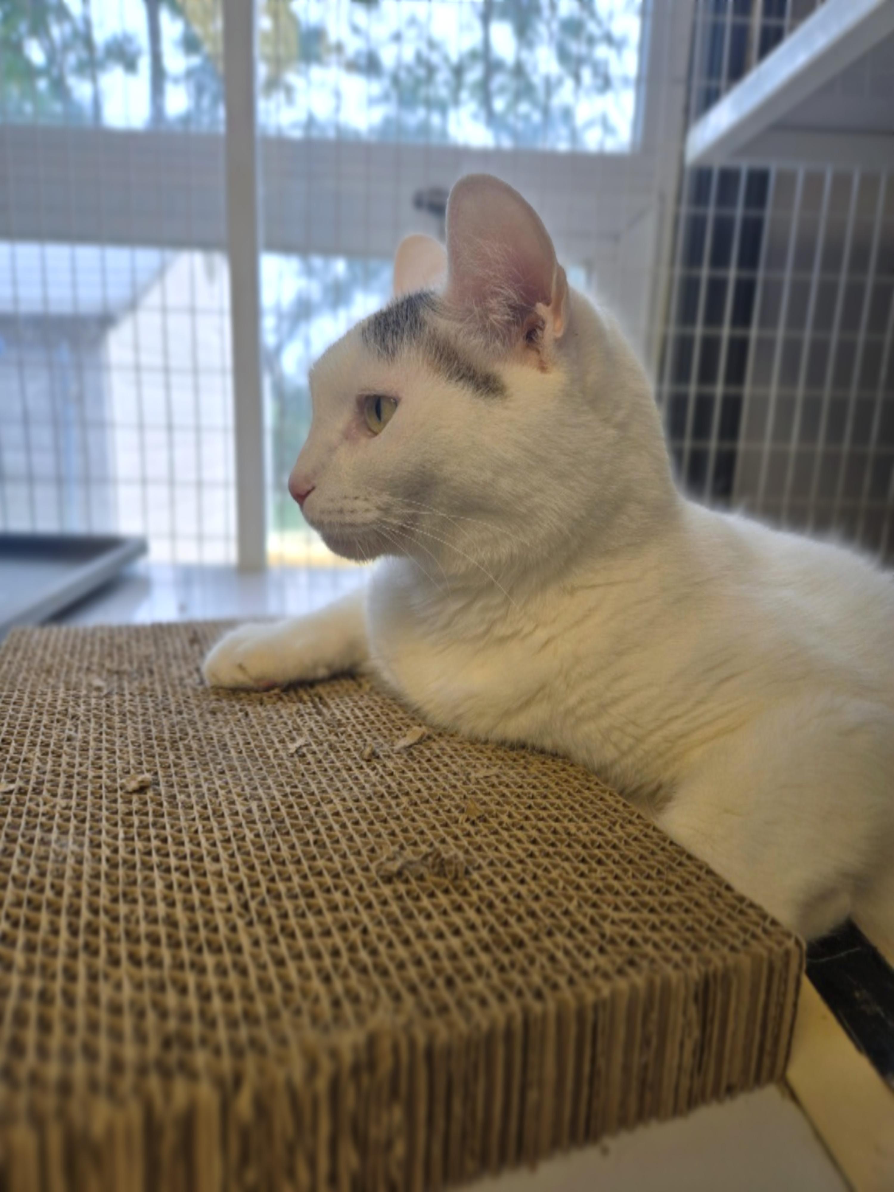 Enlarge Buddy, a ADOPTABLE Domestic Short Hair in Milford, CT image 3/4