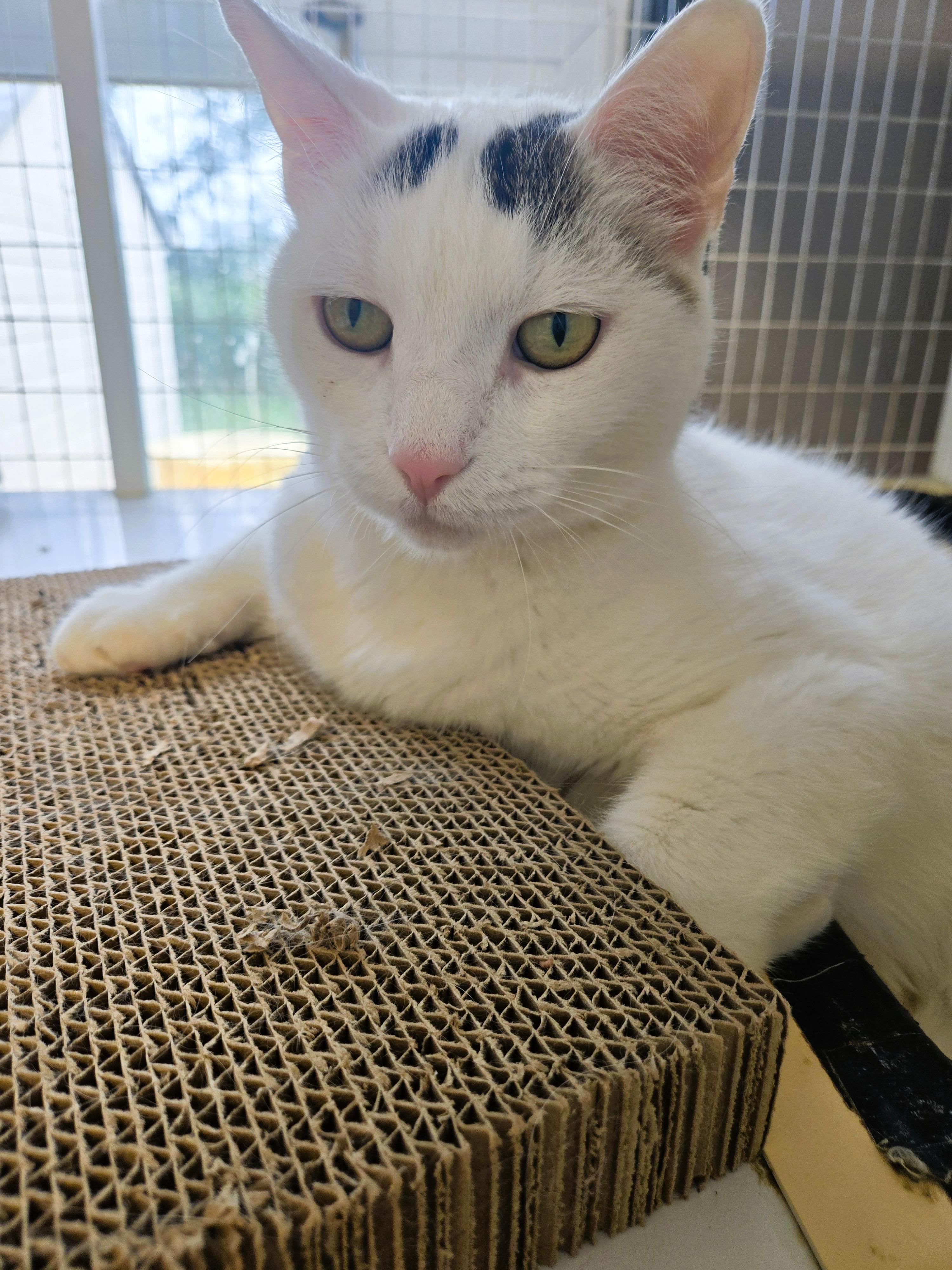 Buddy, ADOPTABLE, Adult Male Domestic Short Hair.