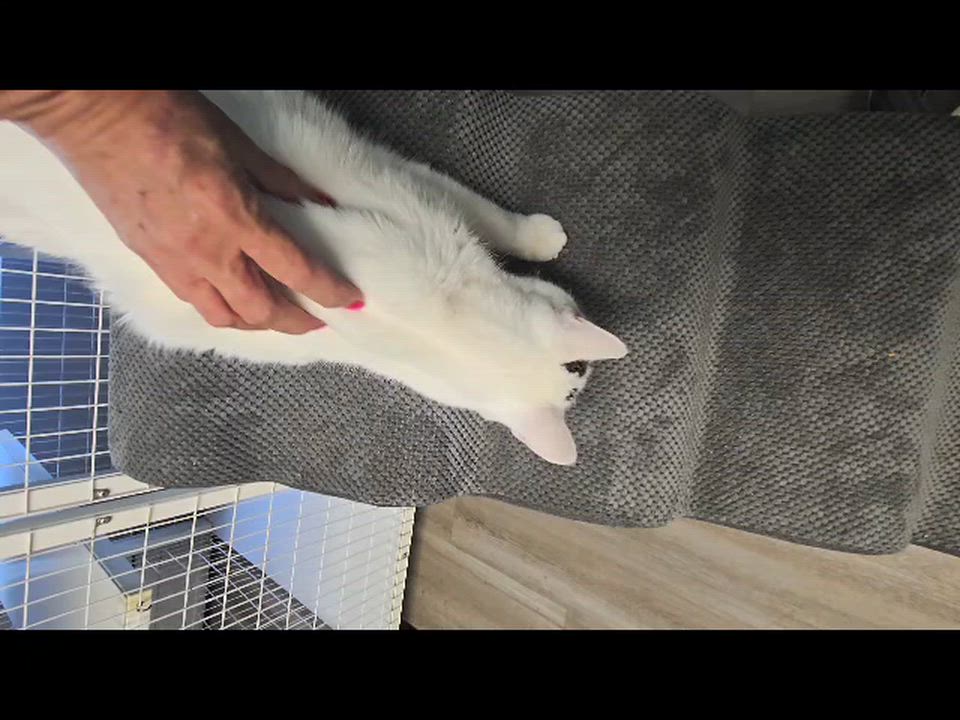 Enlarge Buddy, a ADOPTABLE Domestic Short Hair in Milford, CT video 4/4