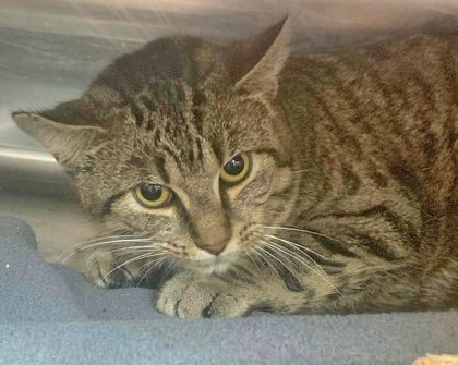 Ezra, Adoptable, Adult Male Domestic Short Hair.