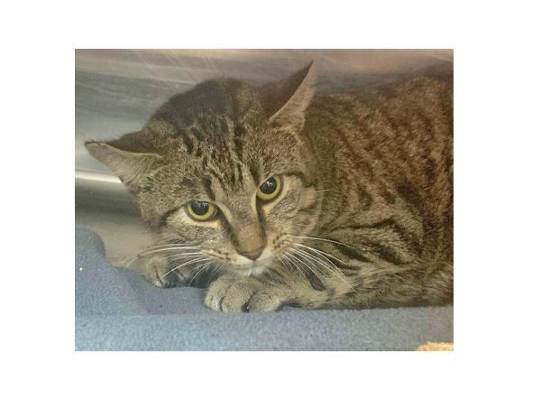 Ezra, a Adoptable mixed breed in Portsmouth, OH image 2/12