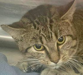 Ezra, a Adoptable mixed breed in Portsmouth, OH image 3/12