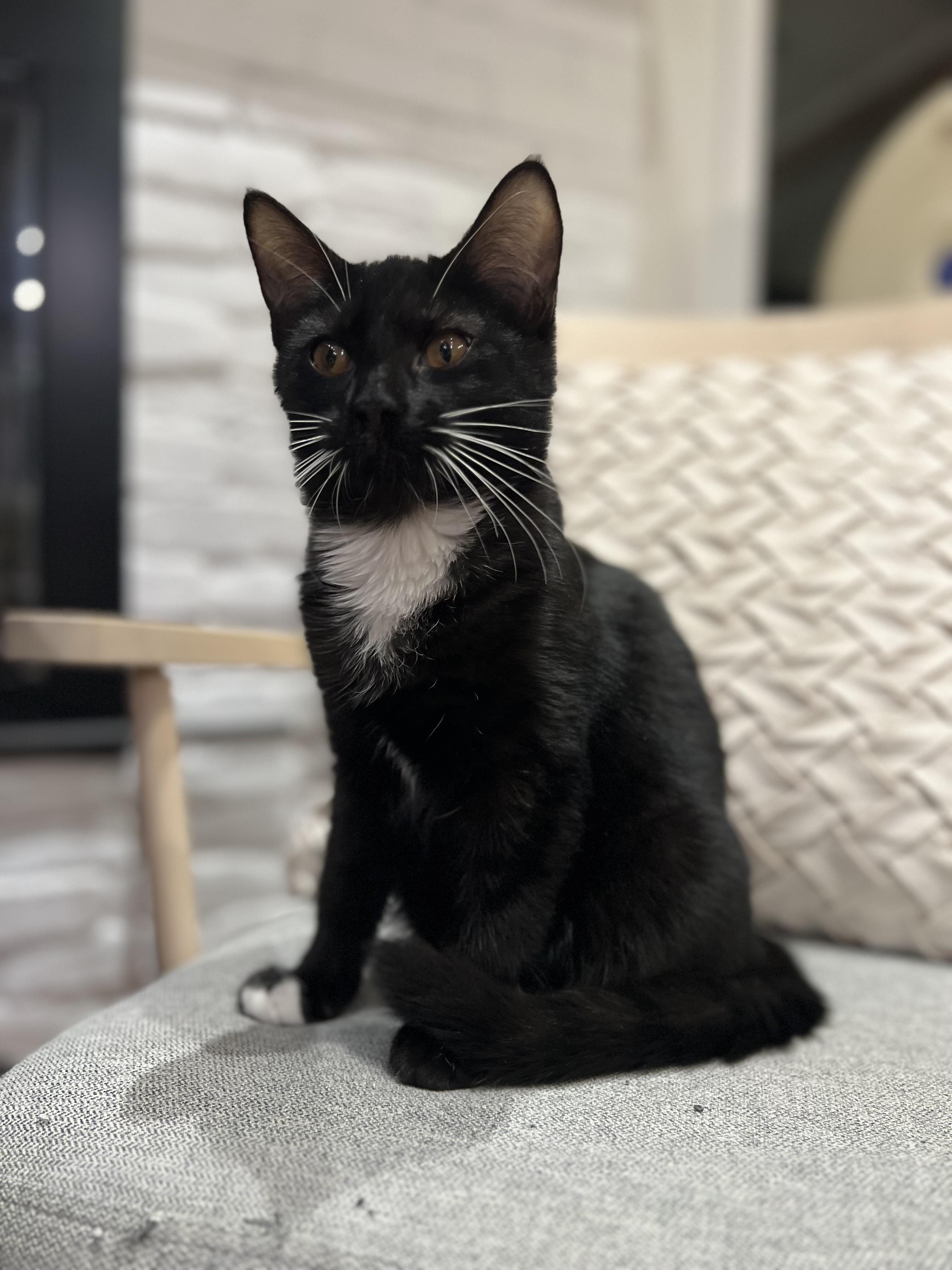 Enlarge Ziggy (Maple's brother) , a ADOPTABLE Domestic Short Hair in Santa Monica, CA image 3/4