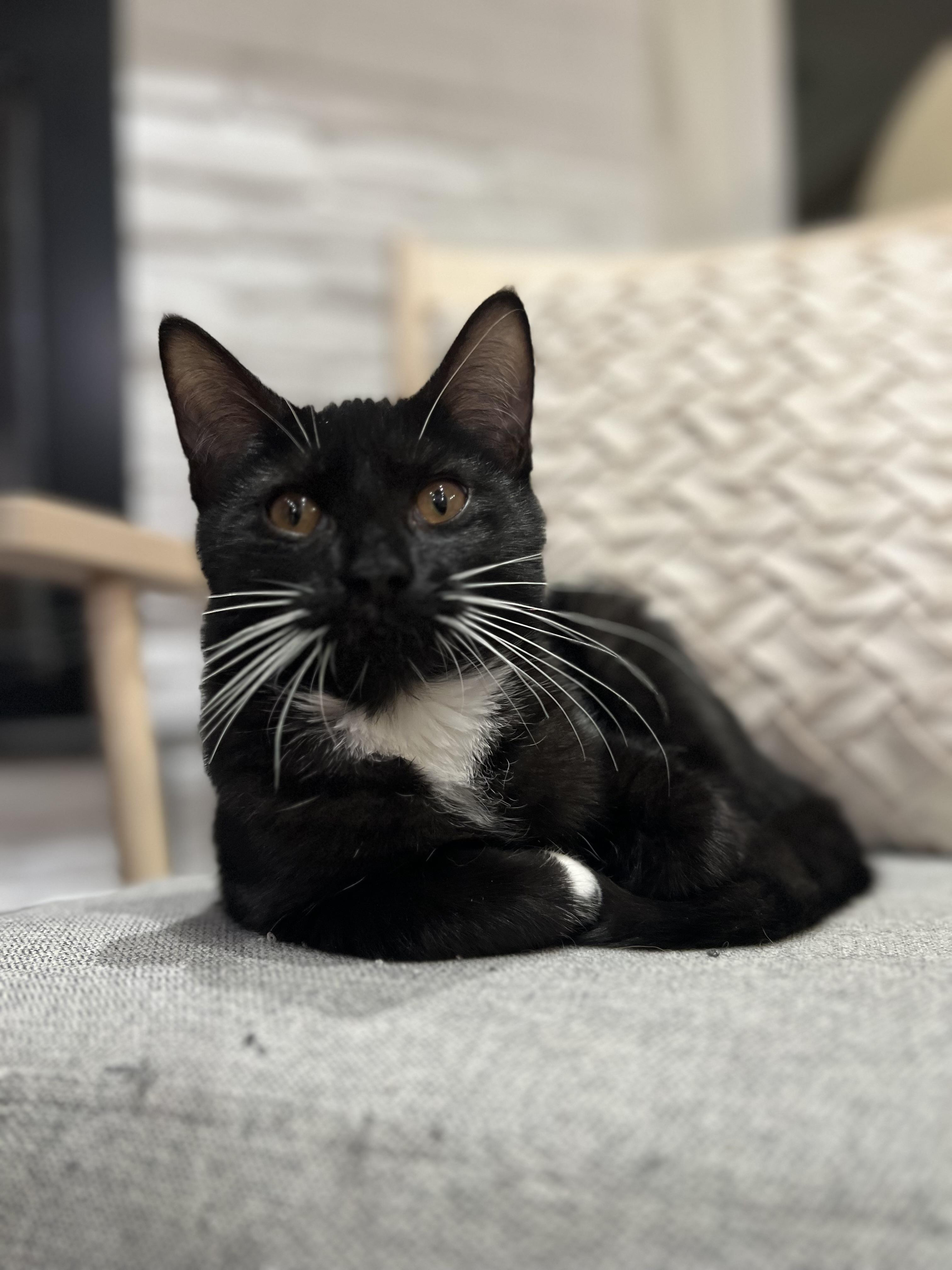 Ziggy (Maple's brother) , ADOPTABLE, Young Male Domestic Short Hair.