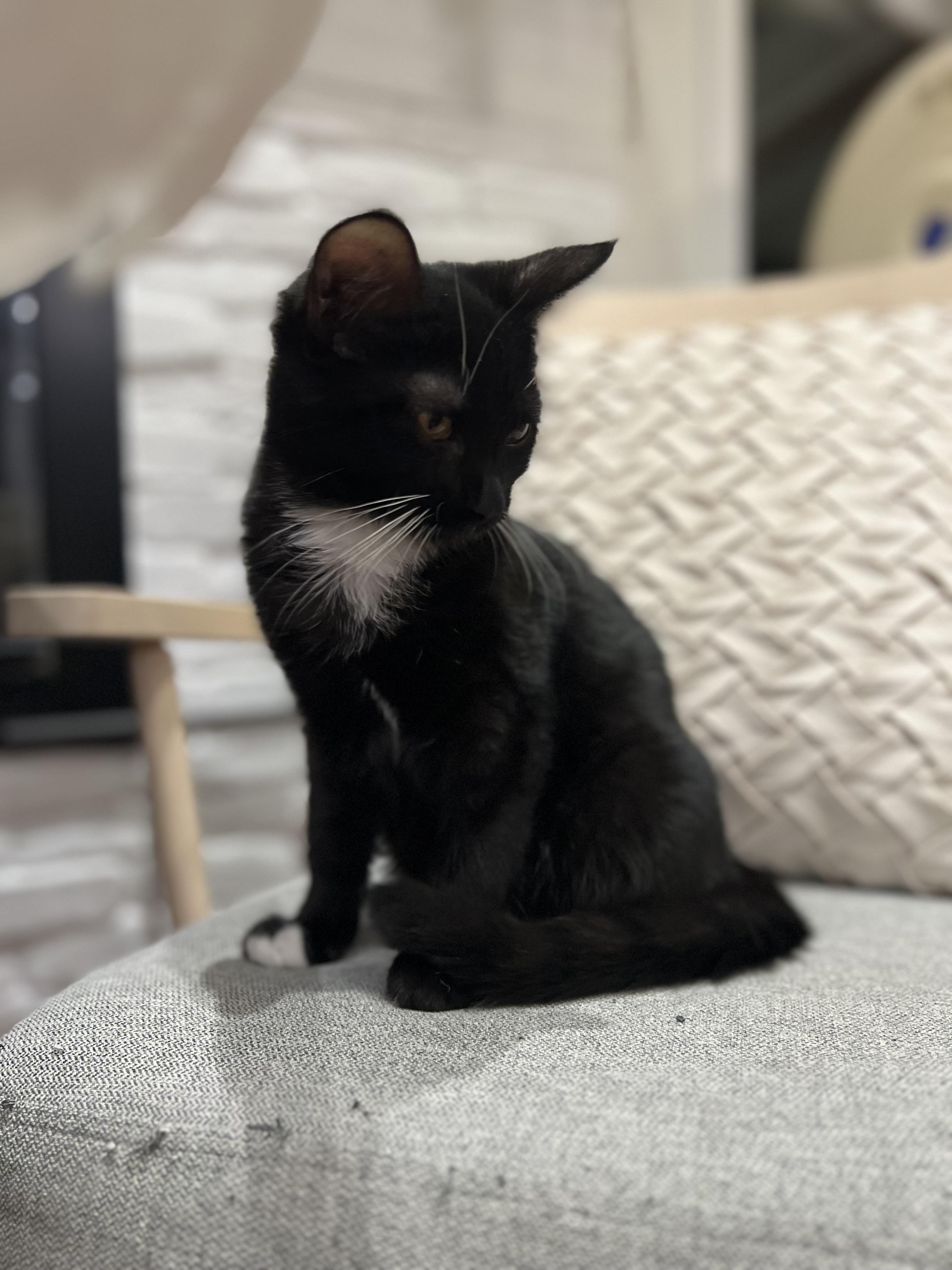 Enlarge Ziggy (Maple's brother) , a ADOPTABLE Domestic Short Hair in Santa Monica, CA image 2/4