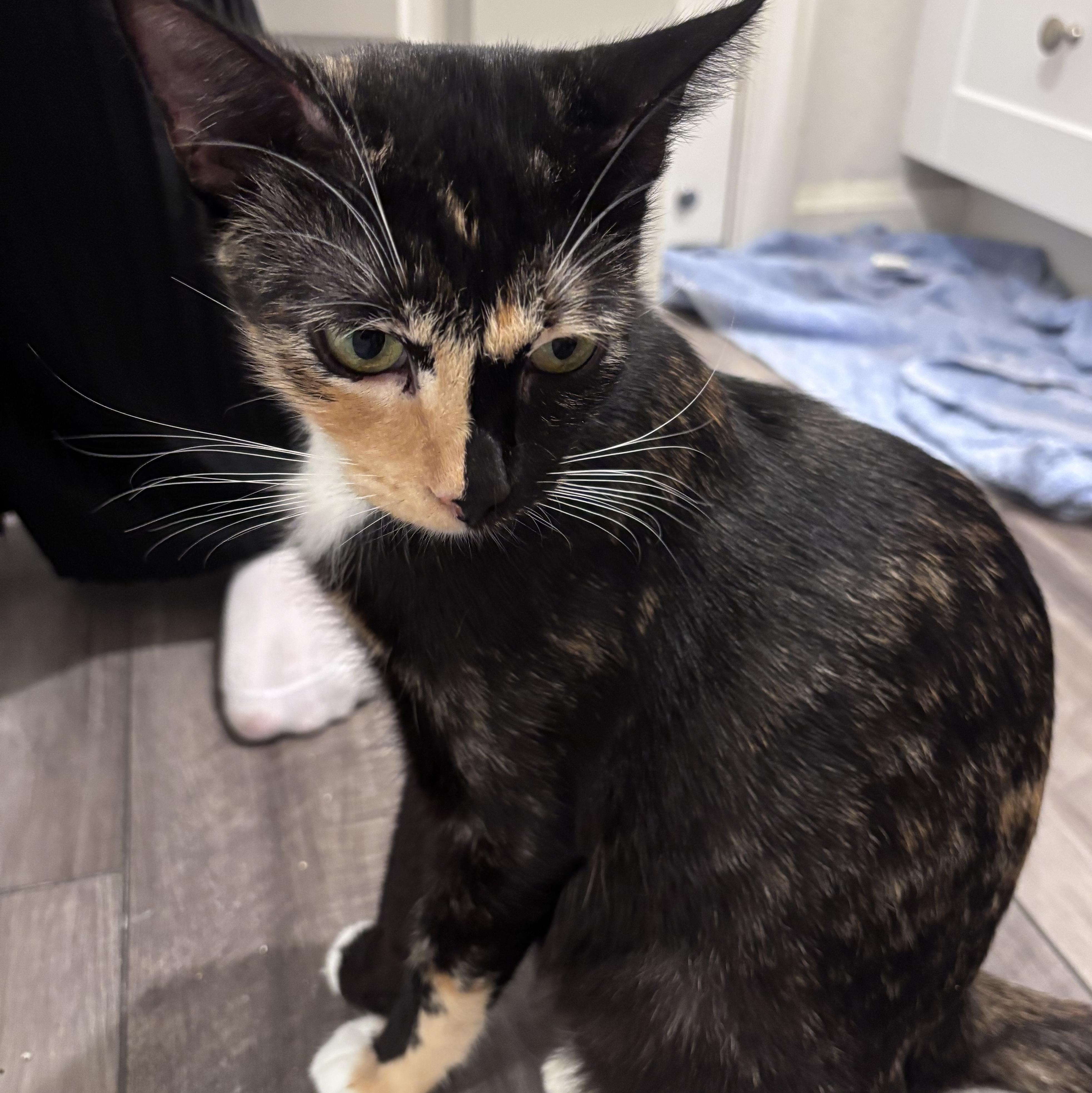 Harper, Adoptable, Young Female Domestic Short Hair & Calico.