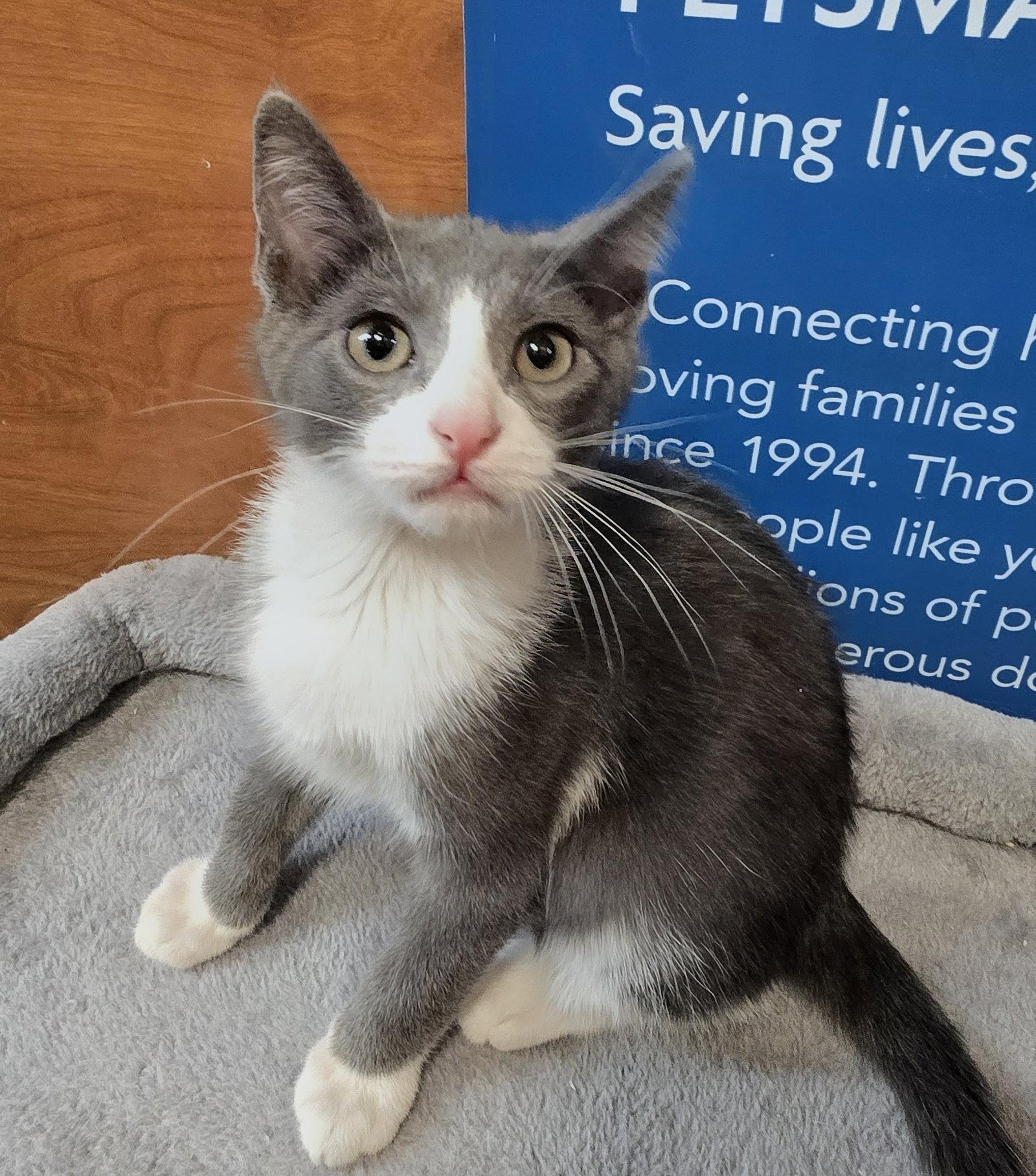 Enlarge Sherman, a Adoptable Domestic Short Hair in Rowlett, TX image 1/3