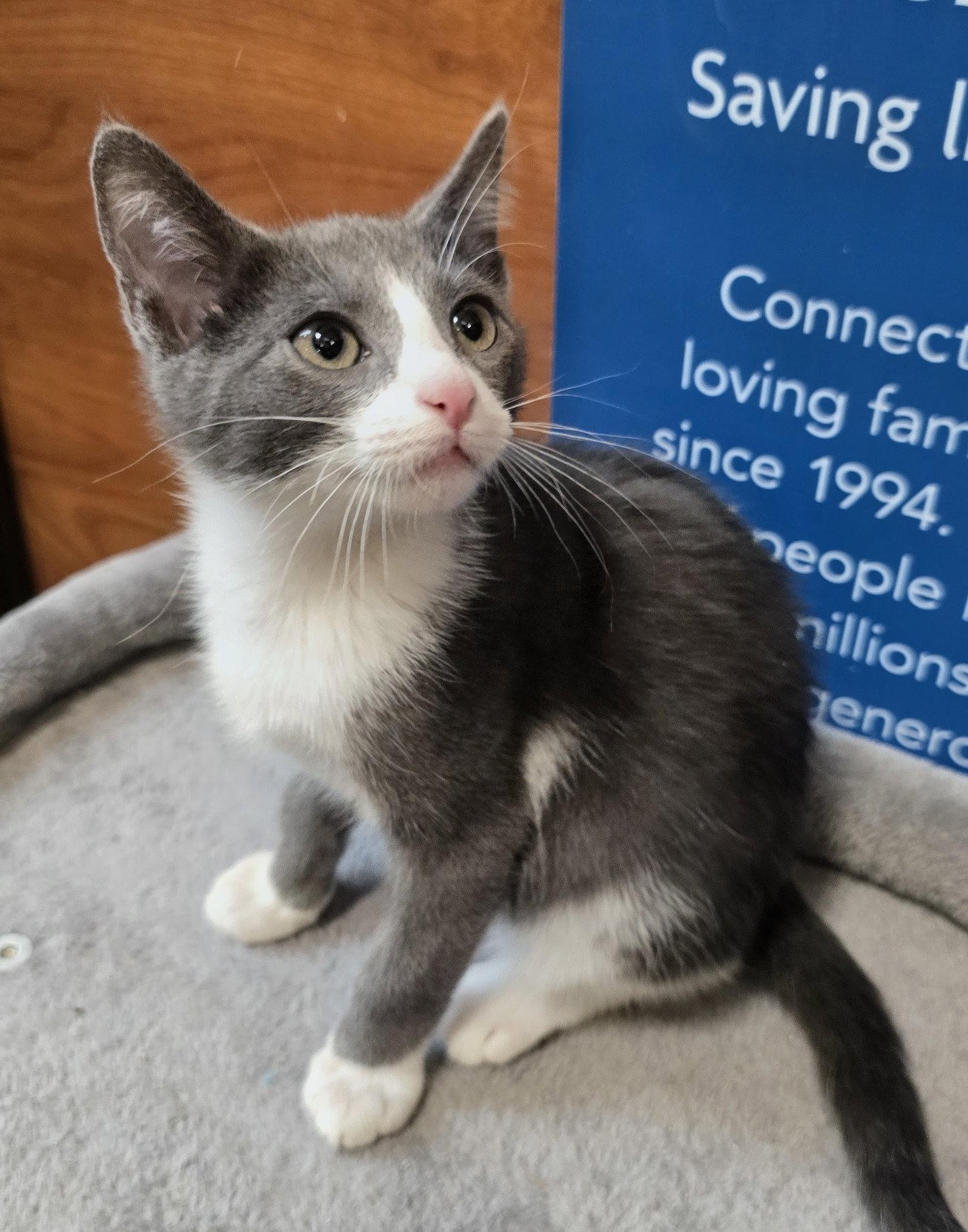 Enlarge Sherman, a Adoptable Domestic Short Hair in Rowlett, TX image 2/3