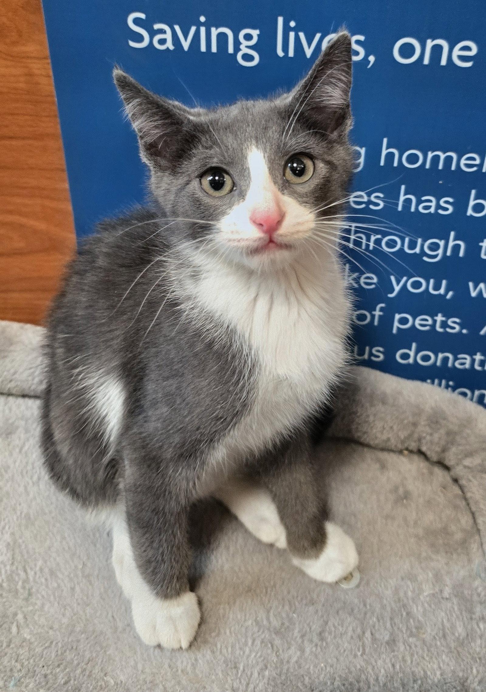 Enlarge Sherman, a Adoptable Domestic Short Hair in Rowlett, TX image 3/3