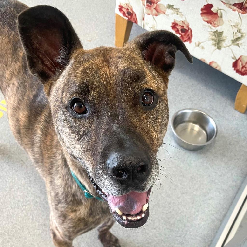 Tony, Adoptable, Senior Male Mixed Breed & Mixed Breed.