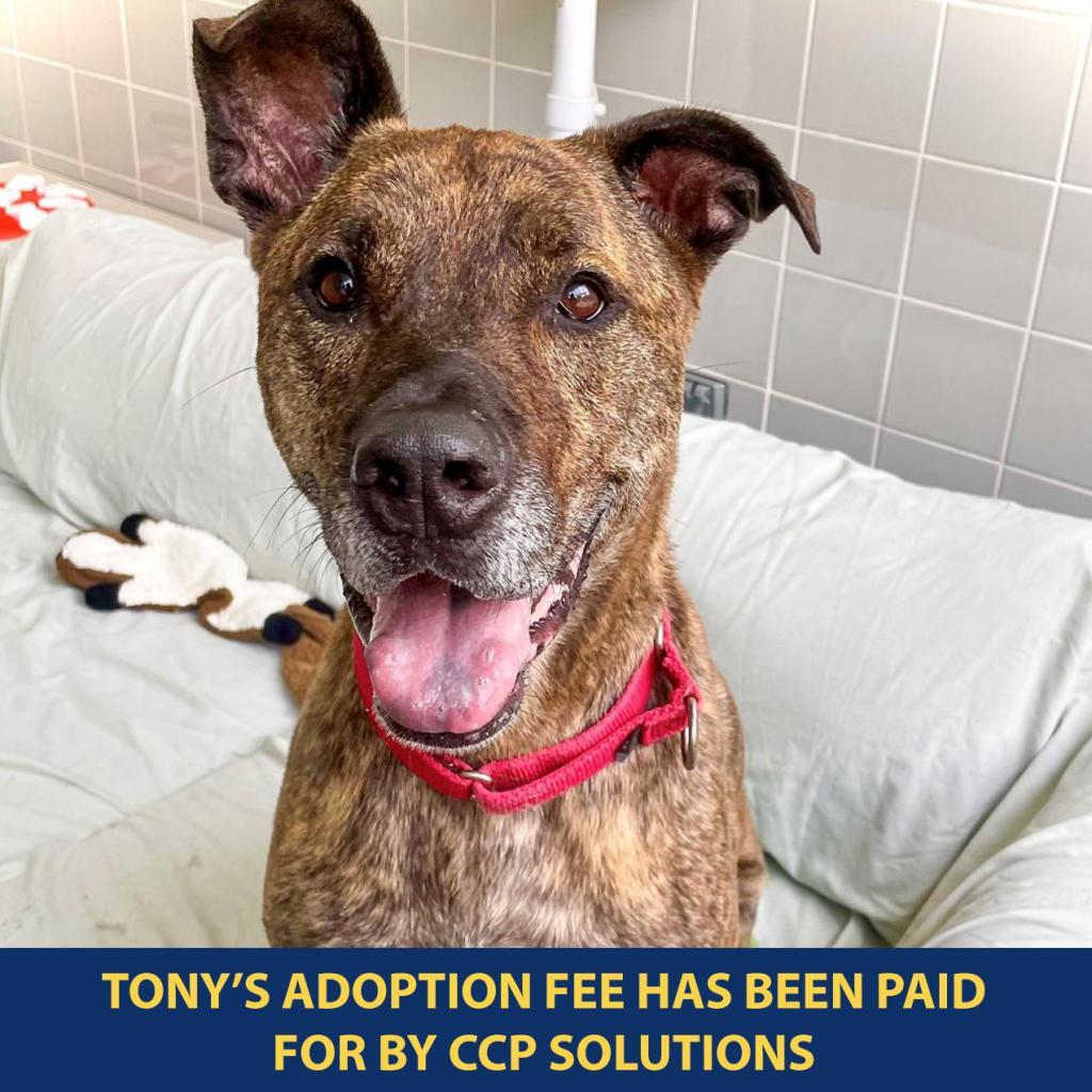 Enlarge Tony, a Adoptable mixed breed in New York, NY image 3/5