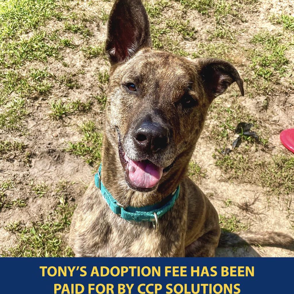 Enlarge Tony, a Adoptable mixed breed in New York, NY image 5/5