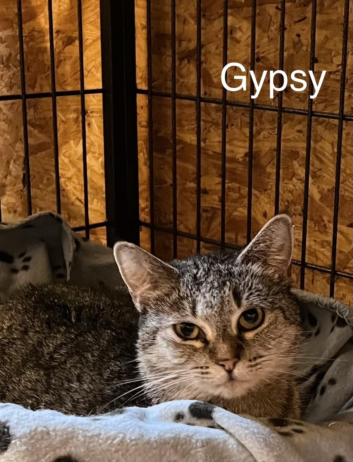 Enlarge Gypsy, a Adoptable Domestic Short Hair in Sneads Ferry, NC image 2/2