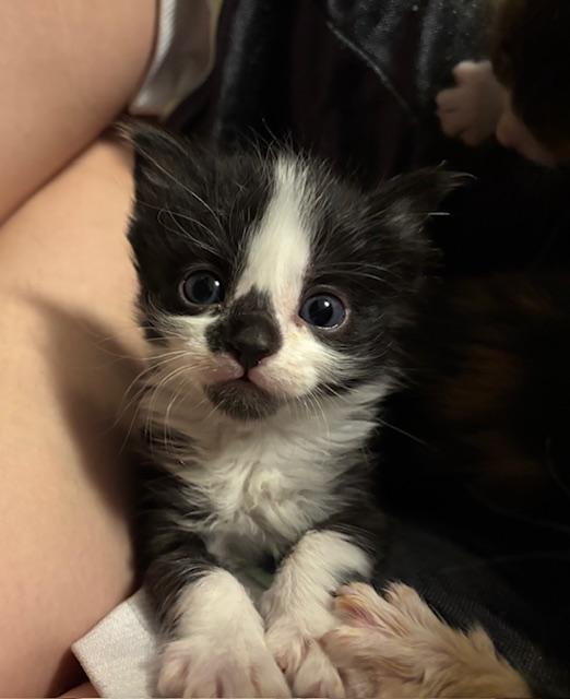 Buttercup, Adoptable, Kitten Female Domestic Short Hair.