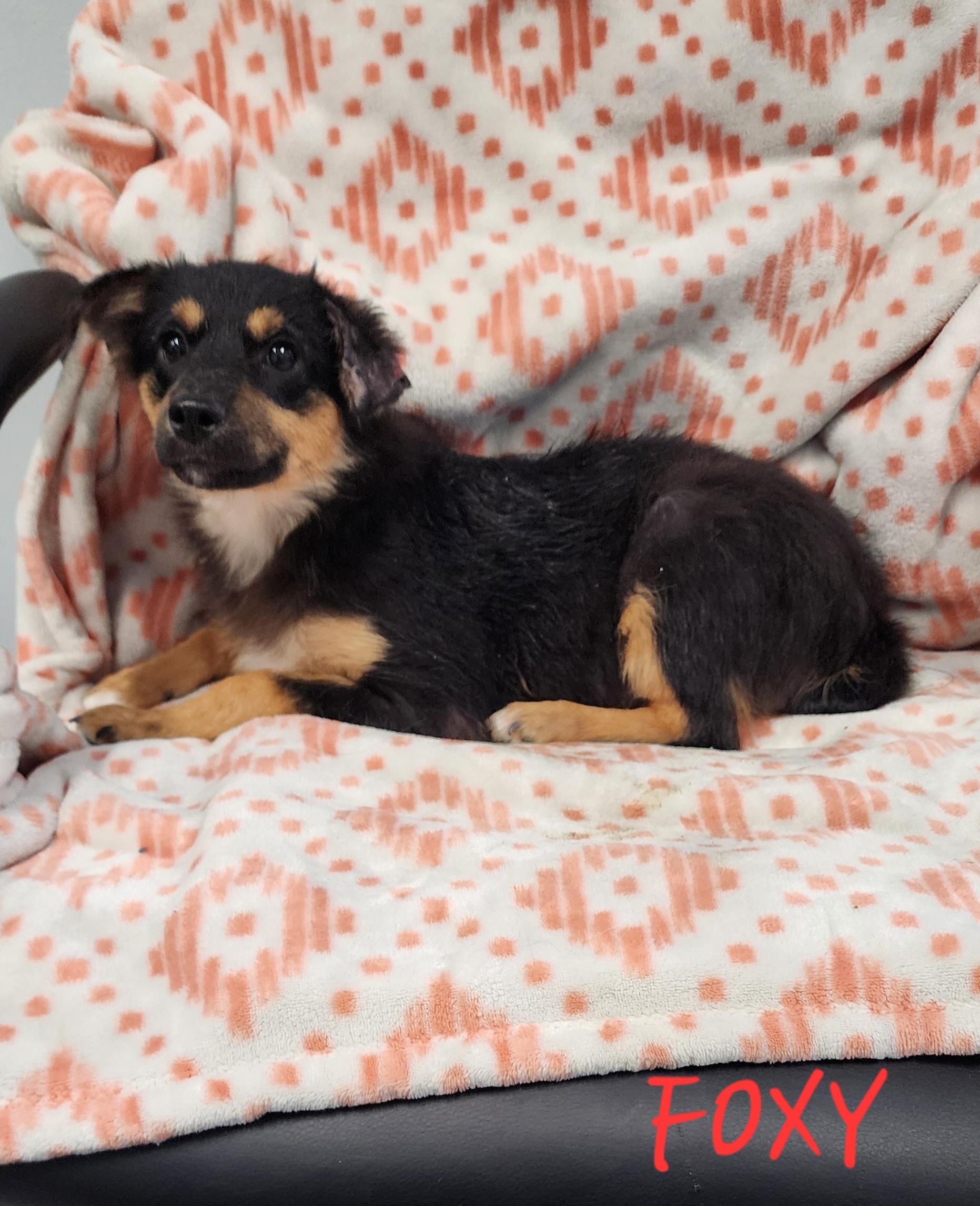 Foxy, an adoptable Aussiedoodle, Corgi in Momence, IL, 60954 | Photo Image 1