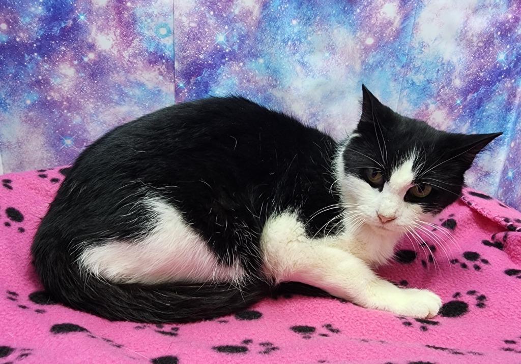 Enlarge January, a Adoptable mixed breed in Washington Court House, OH image 1/1