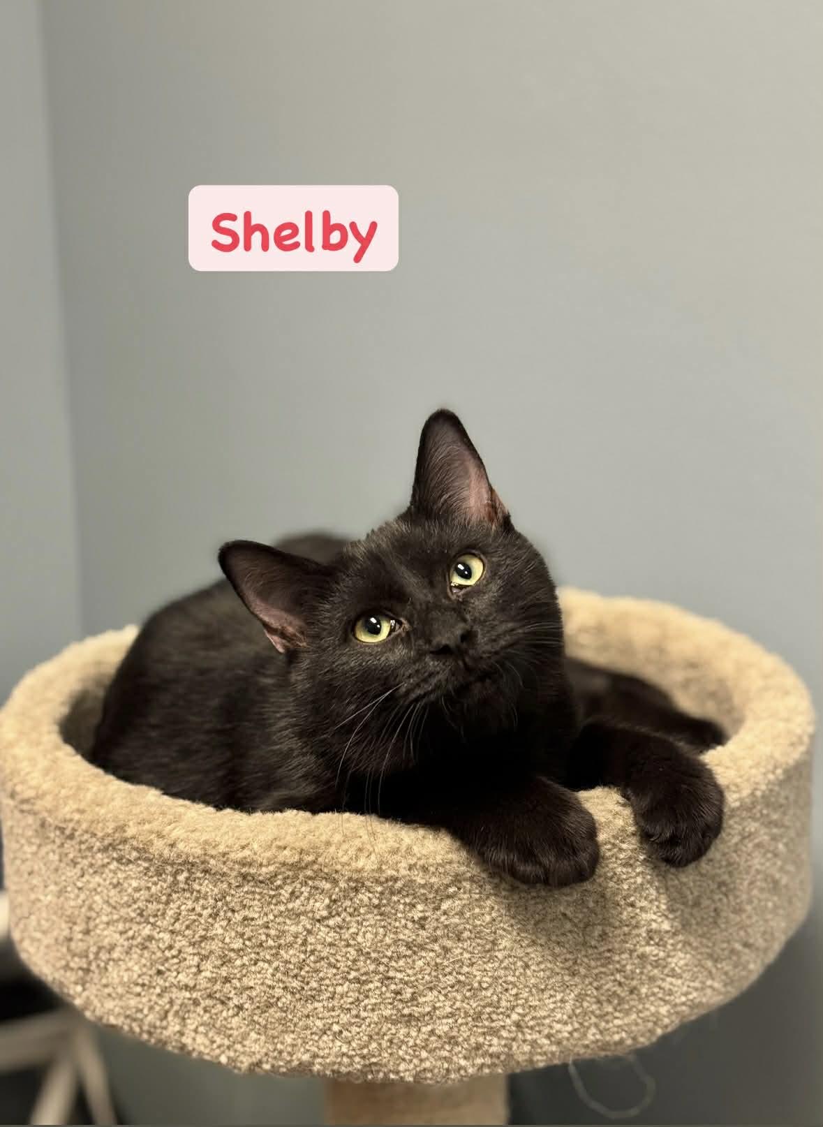 Shelby , ADOPTABLE, Young Female Domestic Short Hair.