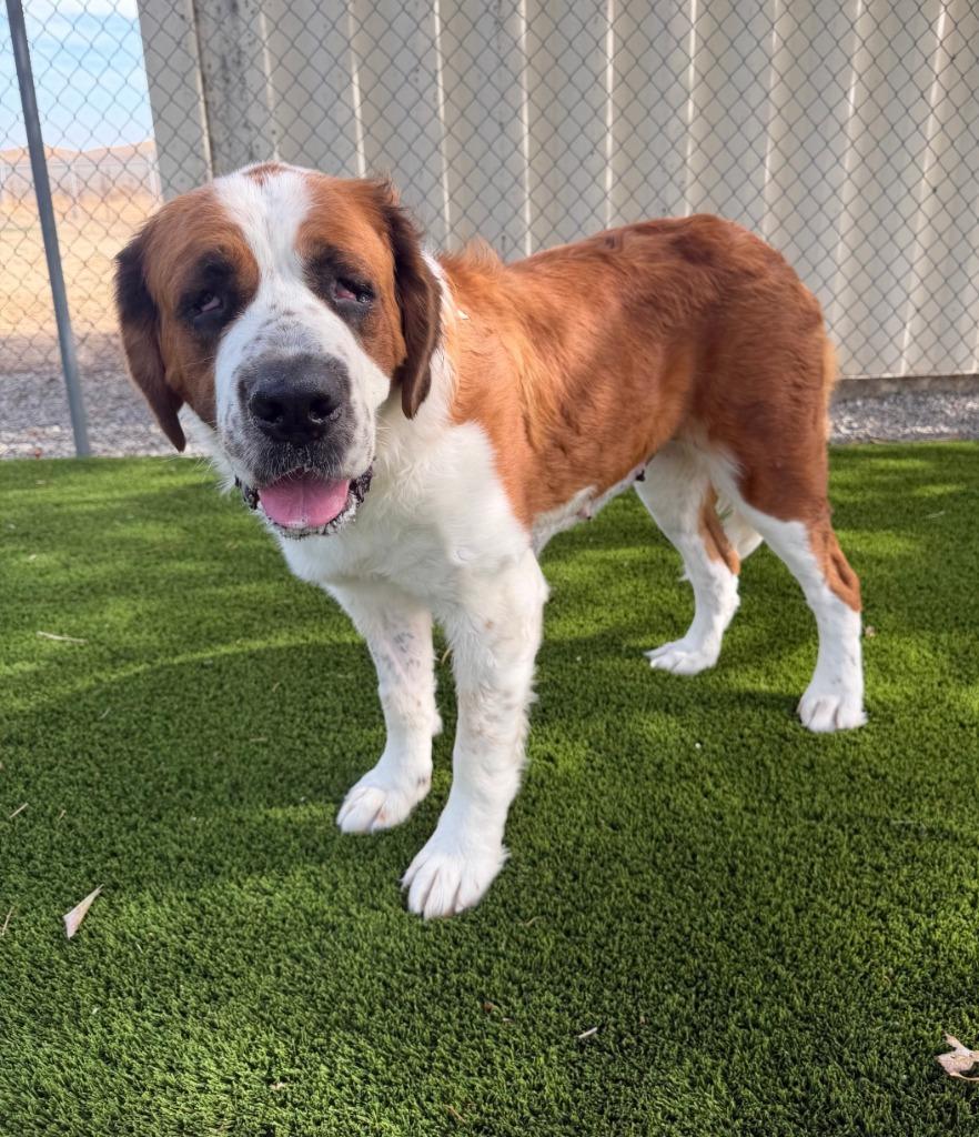 Octavia, Adoptable, Young Female Saint Bernard.