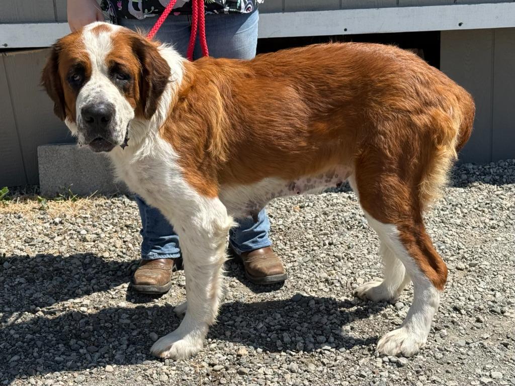 Octavia, Adoptable, Young Female Saint Bernard.