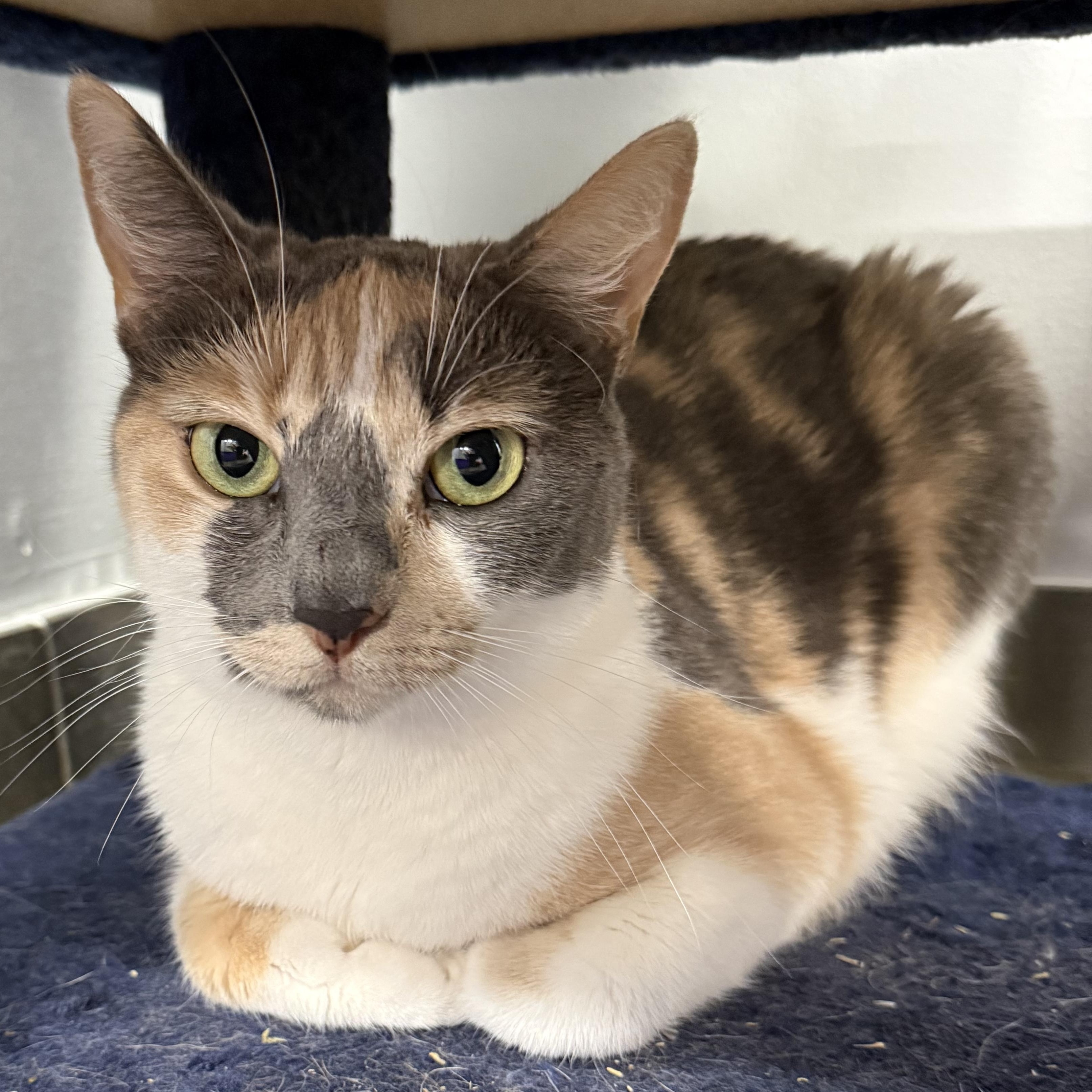 Eleanore, an adopted Domestic Short Hair in North Haven, CT image 1/3
