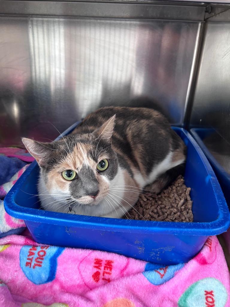 Eleanore, an adopted Domestic Short Hair in North Haven, CT image 3/3