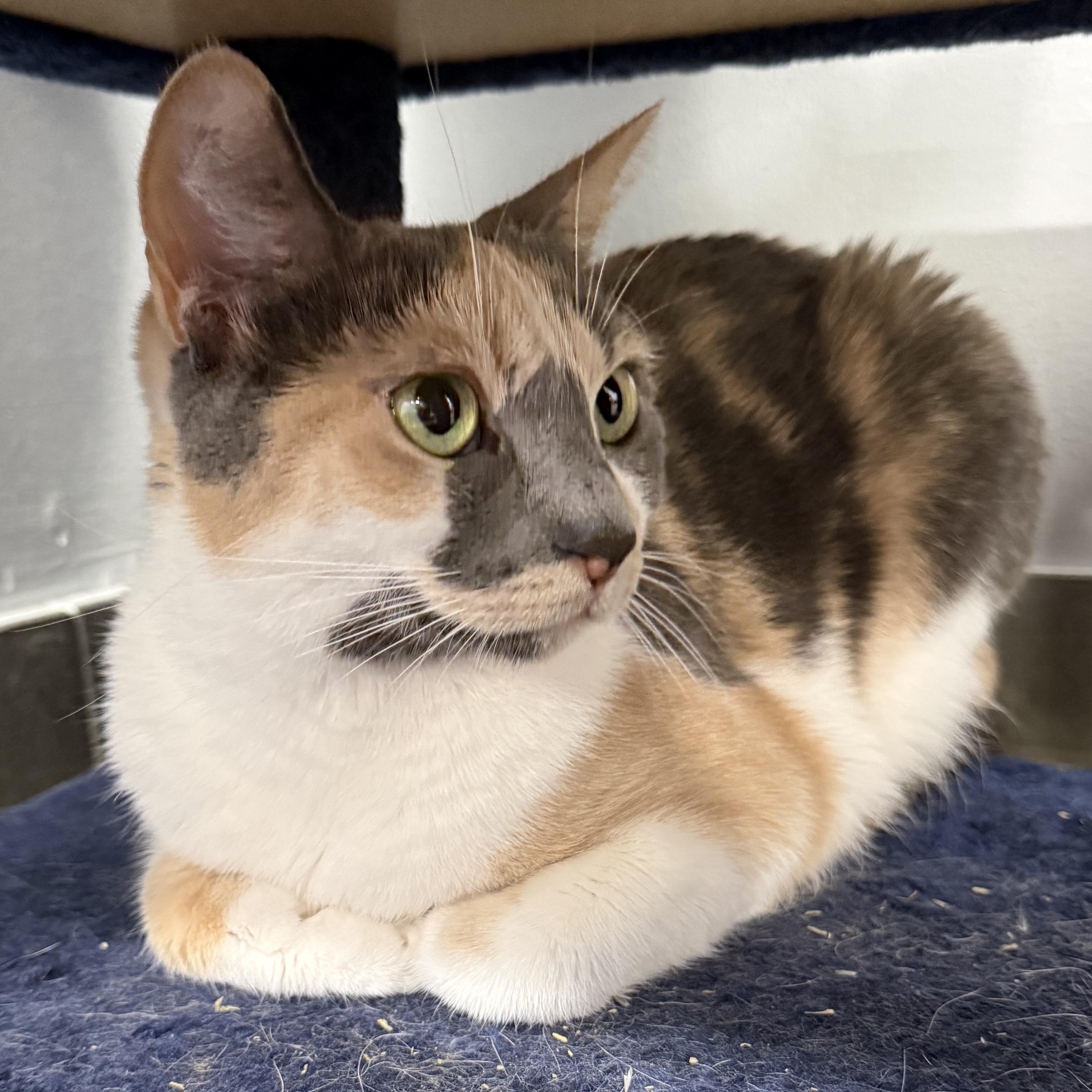 Eleanore, an adopted Domestic Short Hair in North Haven, CT image 2/3