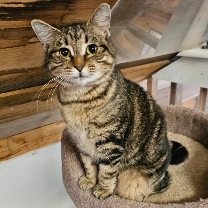 Sassy, adopted, Kitten Female Domestic Short Hair.