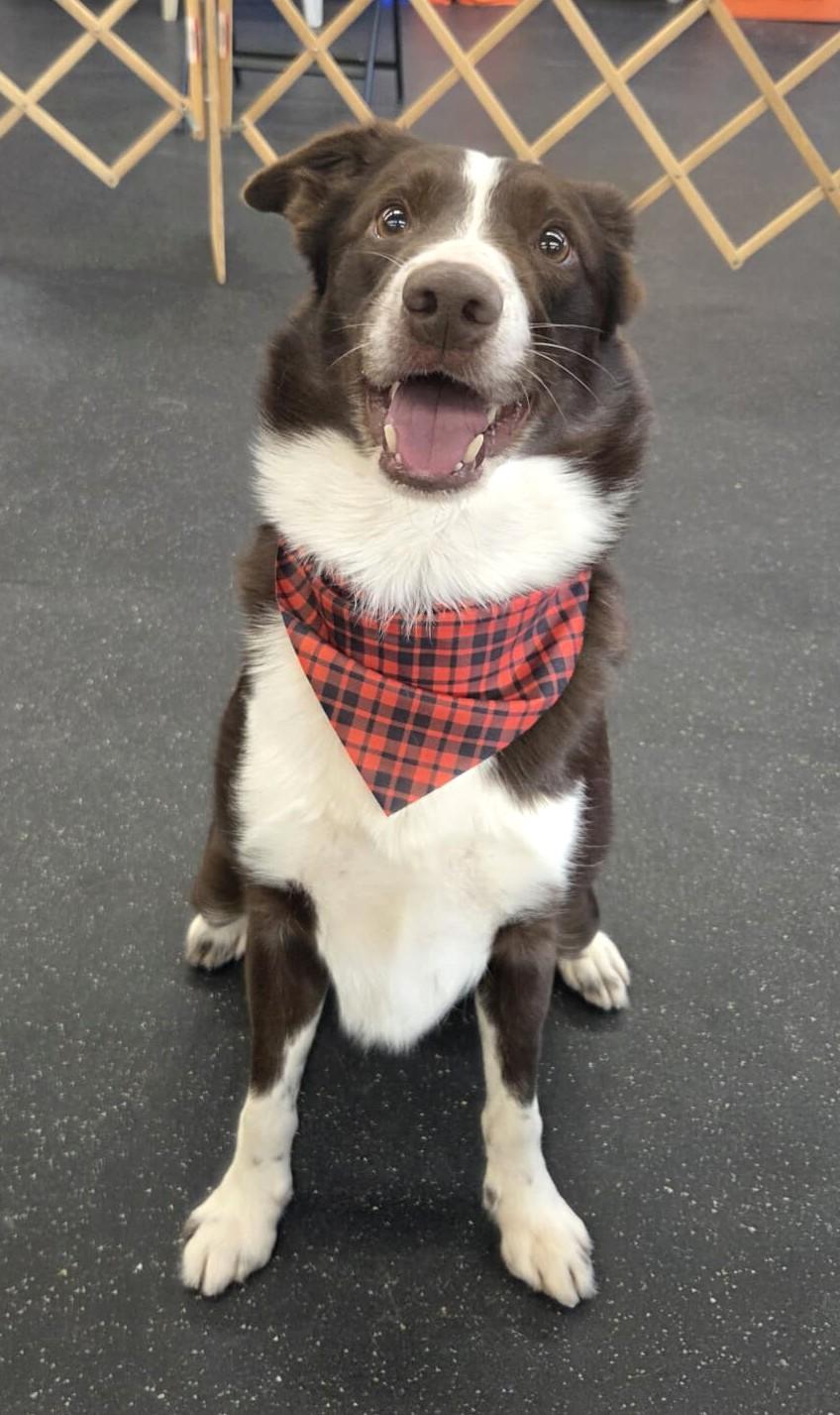 Enlarge Nick, a ADOPTABLE Border Collie in St. Joseph, MN image 2/5