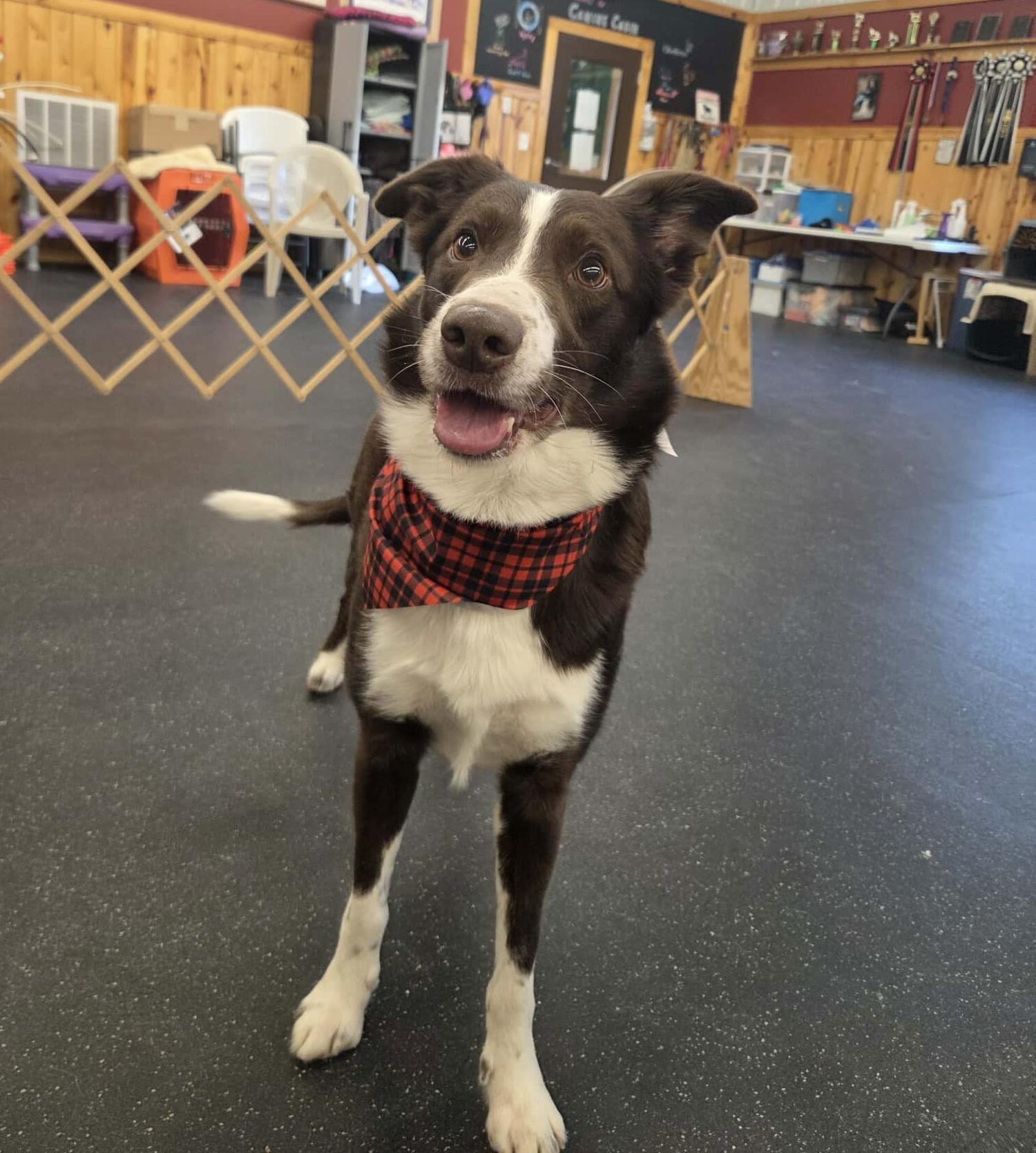 Enlarge Nick, a ADOPTABLE Border Collie in St. Joseph, MN image 3/5