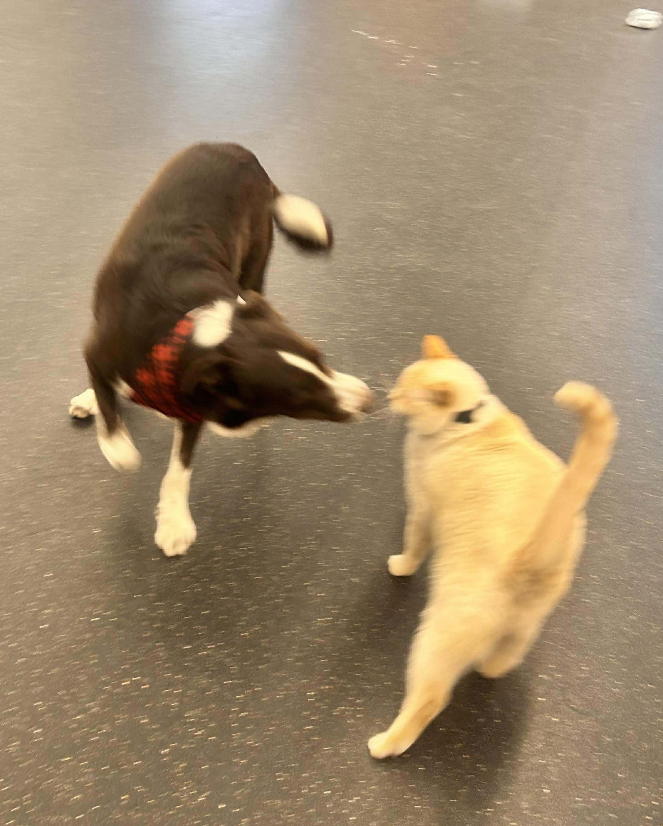 Enlarge Nick, a ADOPTABLE Border Collie in St. Joseph, MN image 4/5