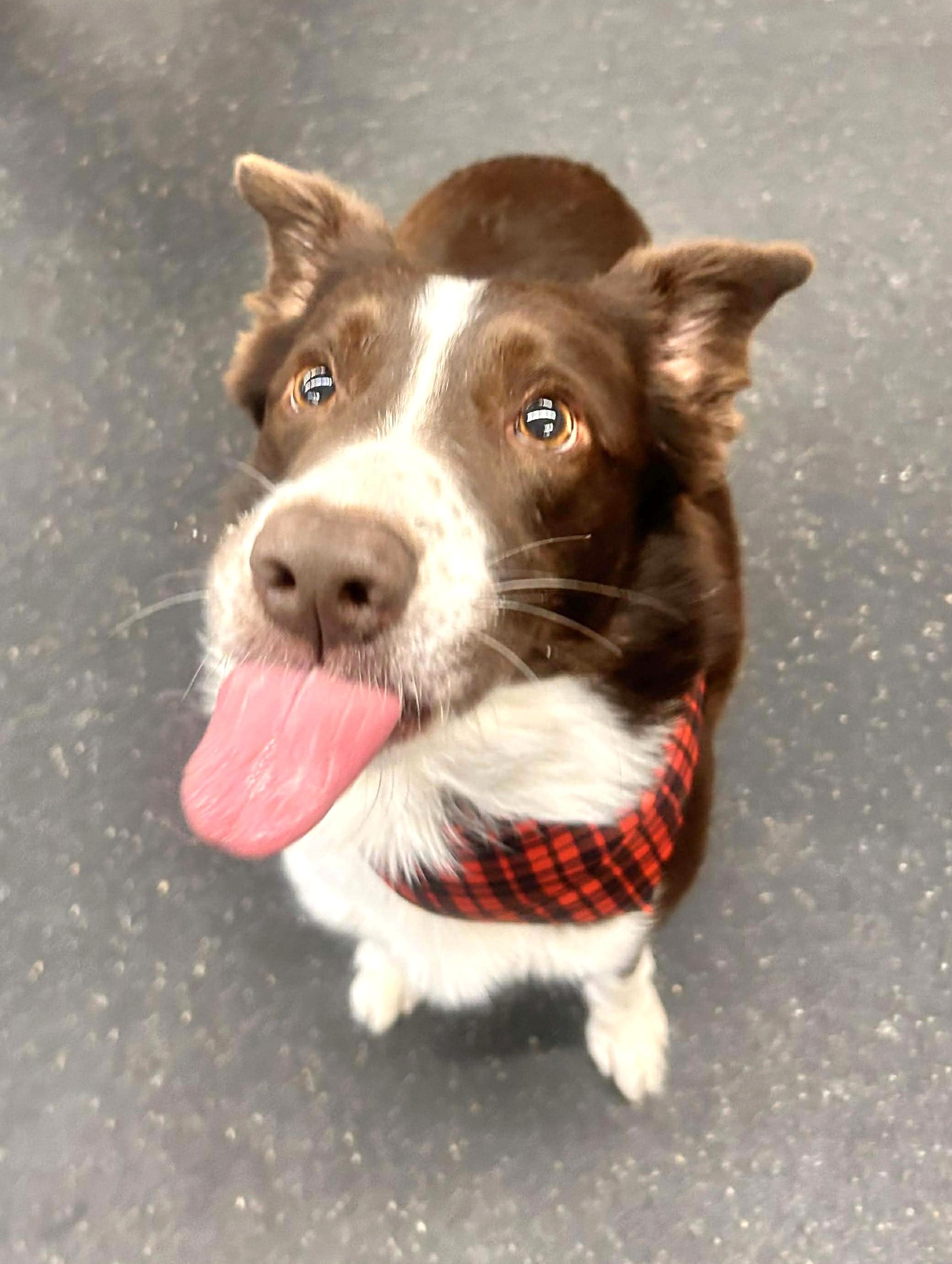 Enlarge Nick, a ADOPTABLE Border Collie in St. Joseph, MN image 5/5