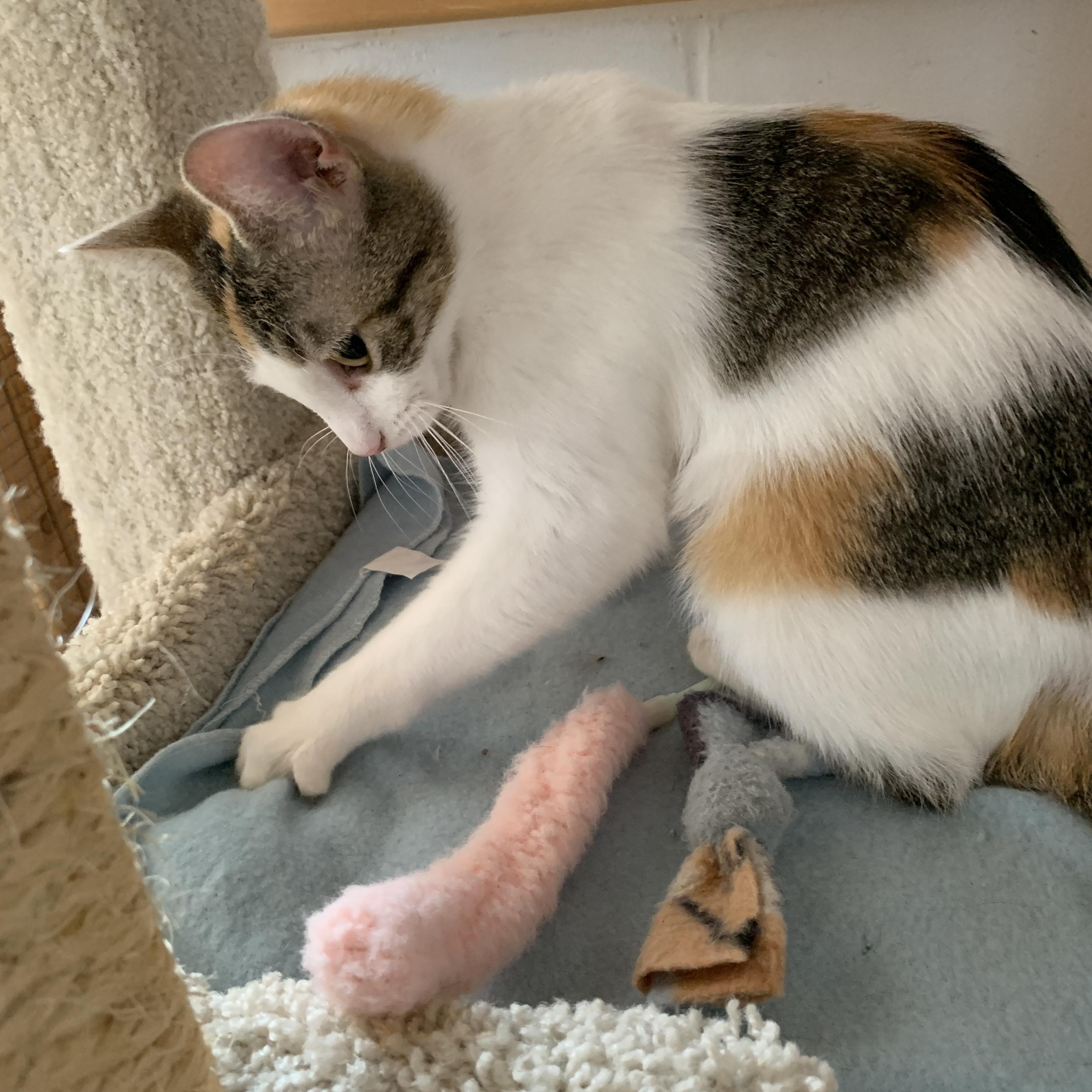 Paisley, Young Female Domestic Short Hair