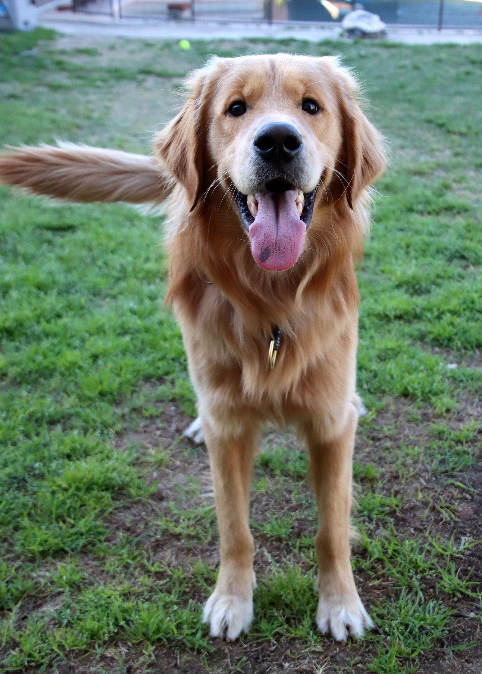 Enlarge Bleu, a Adoptable Golden Retriever in Glendale, AZ image 1/3