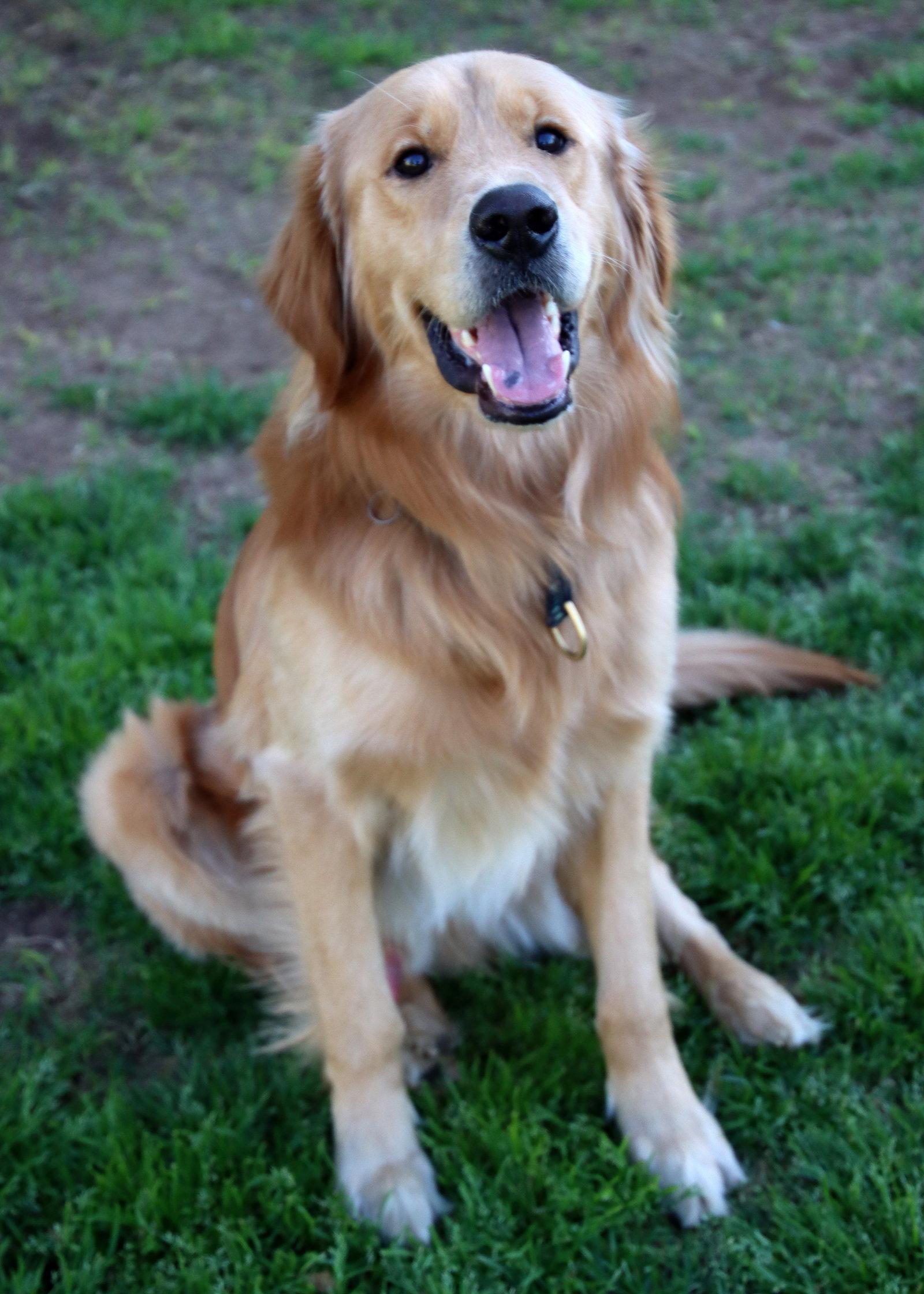 Enlarge Bleu, a Adoptable Golden Retriever in Glendale, AZ image 2/3
