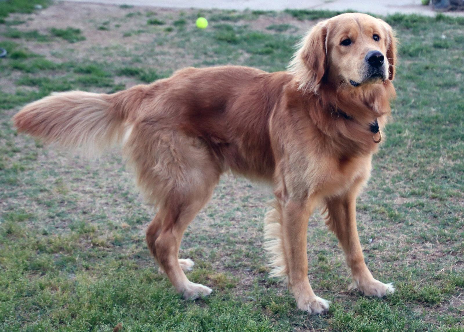 Enlarge Bleu, a Adoptable Golden Retriever in Glendale, AZ image 3/3
