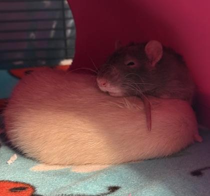 Enlarge Cleric, a Adoptable Rat in Richmond, VA image 1/1