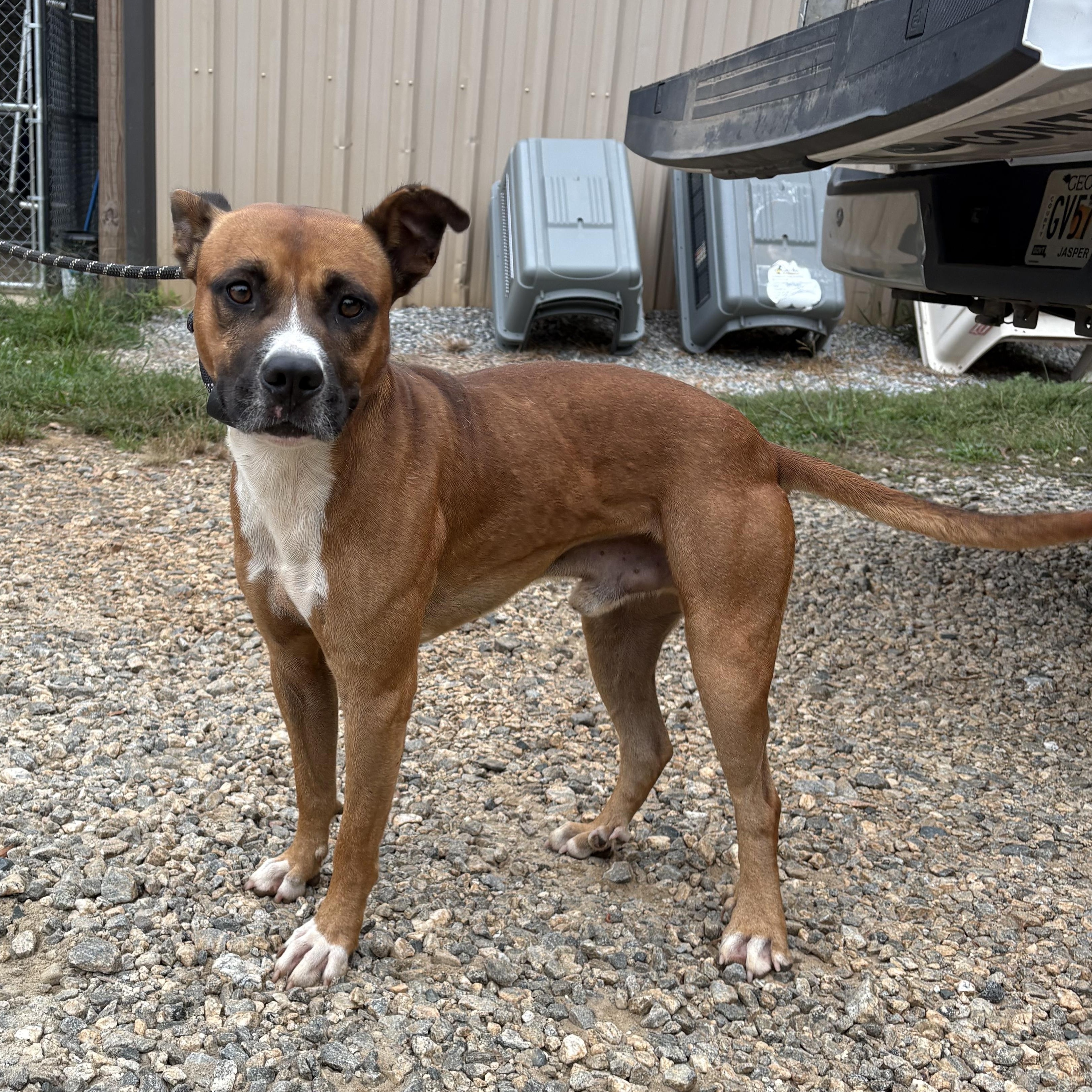 Enlarge Anikan, a Adoptable mixed breed in Monticello, GA image 2/2