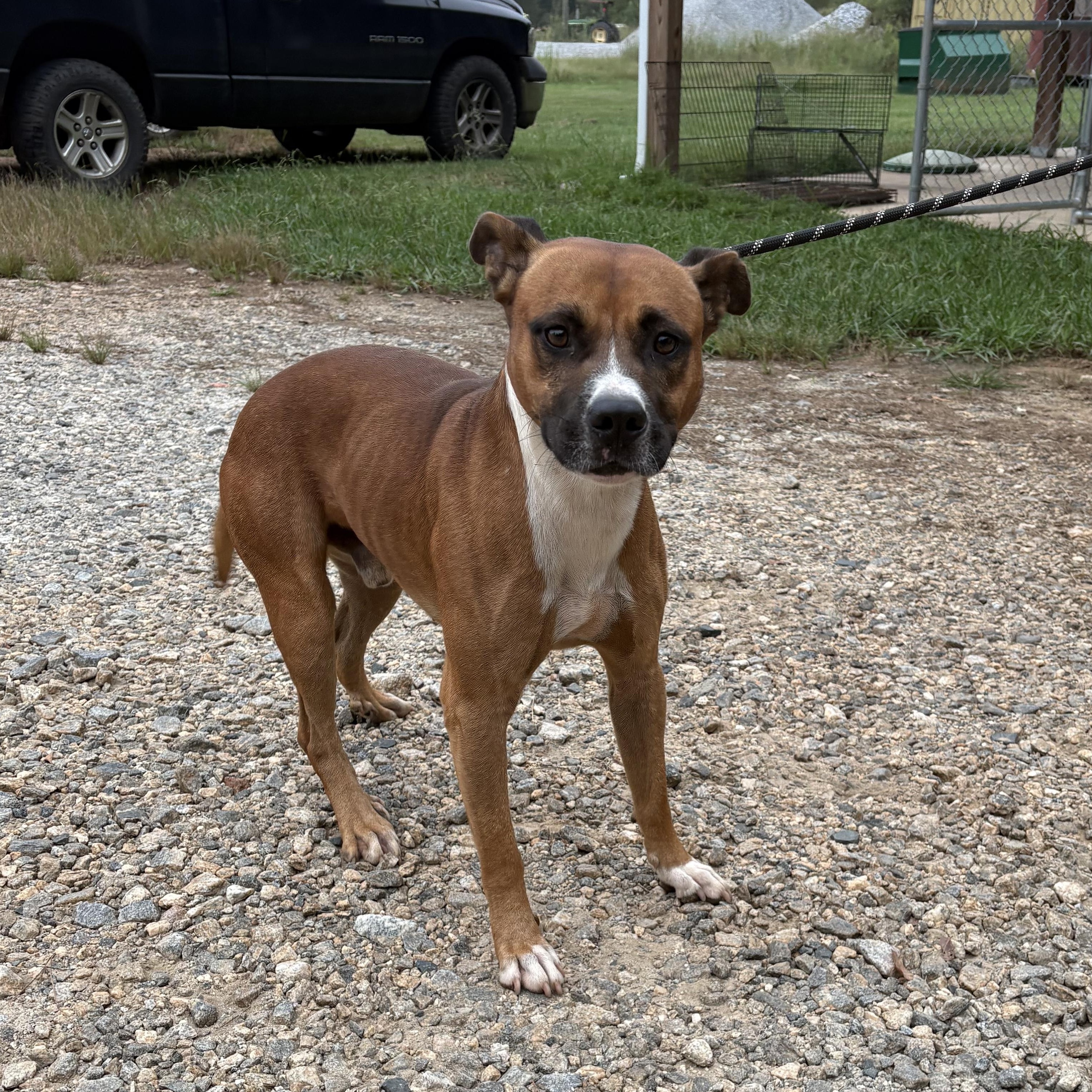 Anikan, Adoptable, Adult Male Pit Bull Terrier.