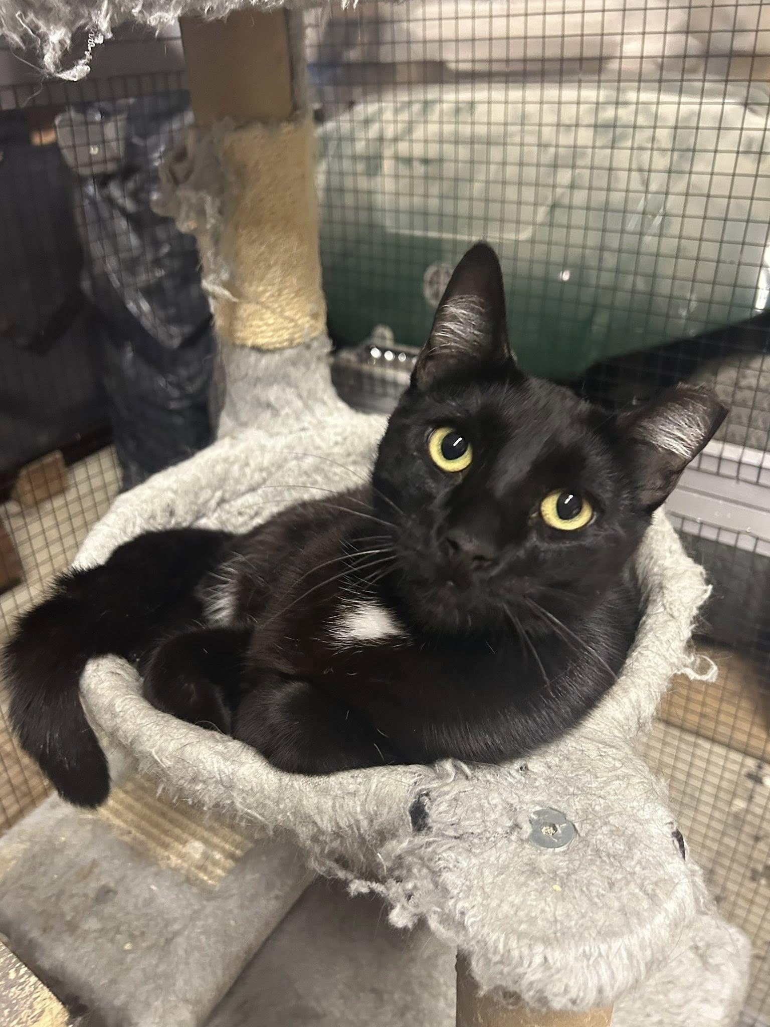 Onyx (and Sapphire), a Adoptable mixed breed in Walnut Creek, CA image 1/3