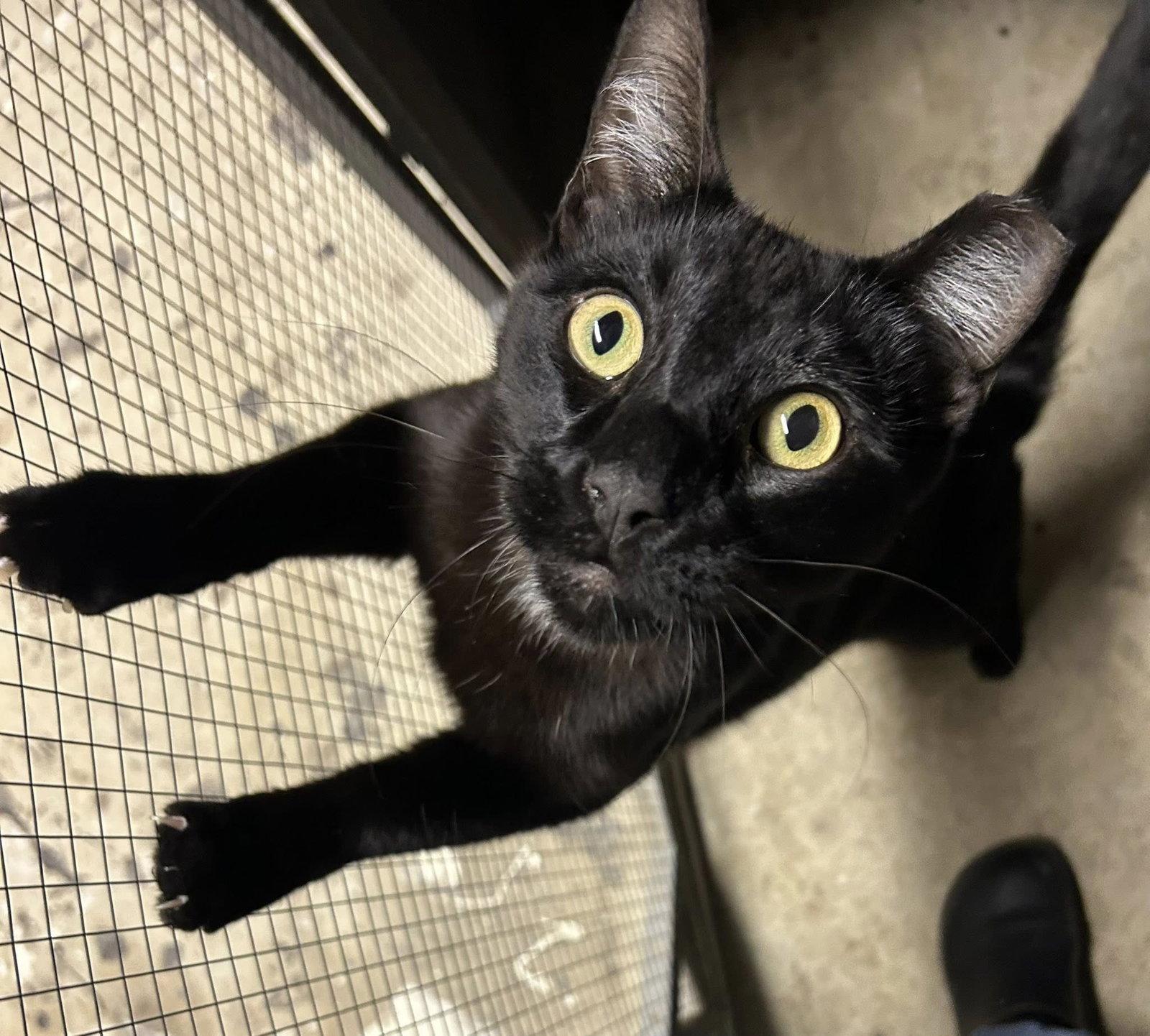 Onyx (and Sapphire), a Adoptable mixed breed in Walnut Creek, CA image 2/3