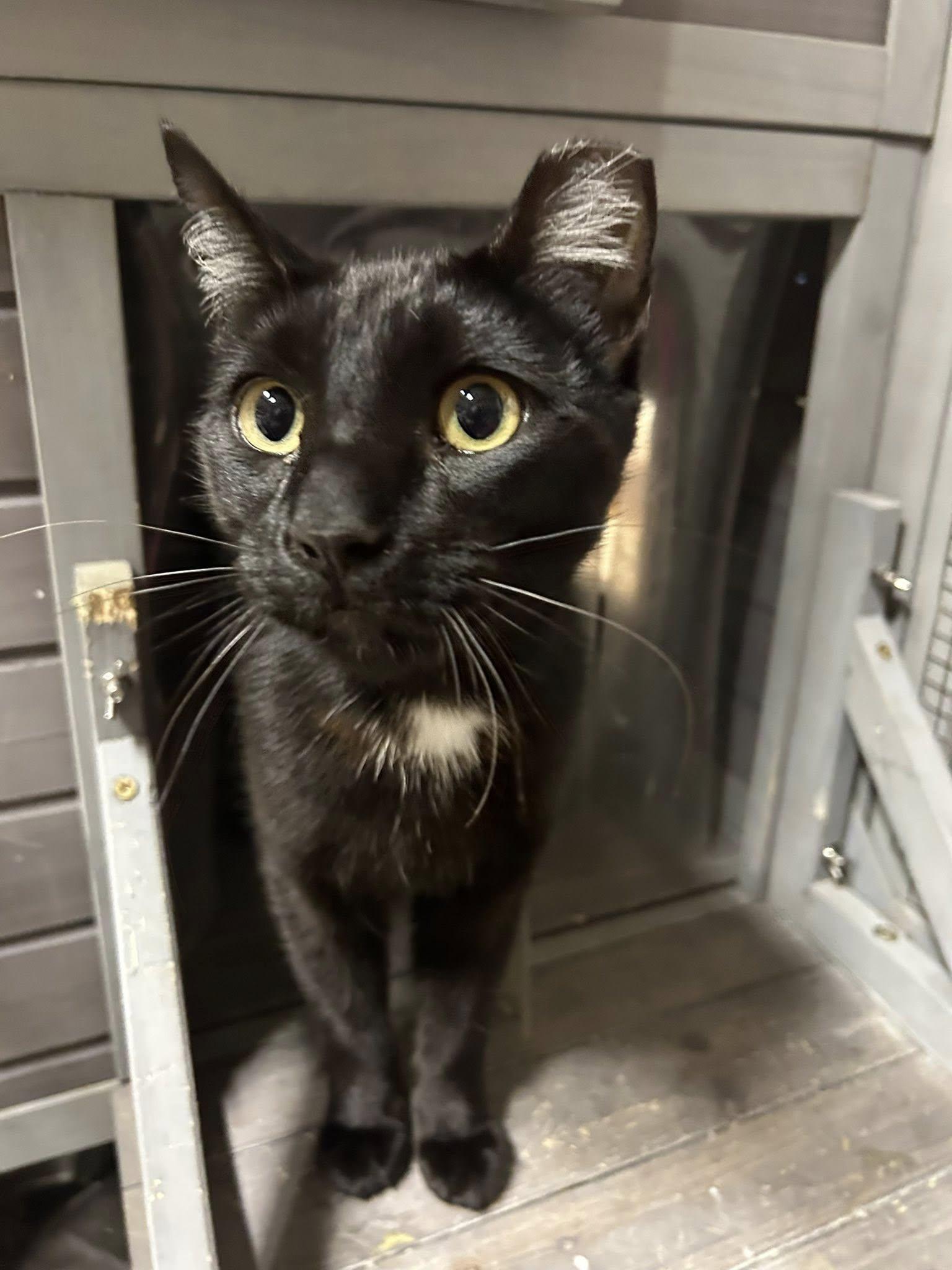 Onyx (and Sapphire), a Adoptable mixed breed in Walnut Creek, CA image 3/3