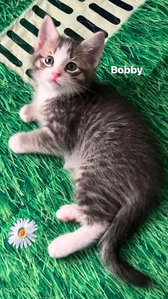 Bobby (The Country Crew) photo