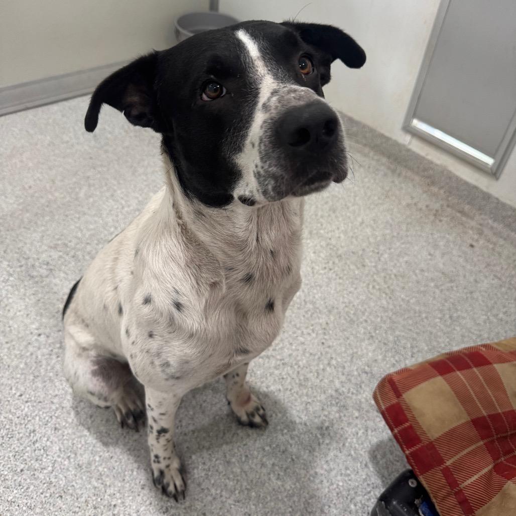Peter, Adoptable, Adult Male Hound & Australian Cattle Dog / Blue Heeler.