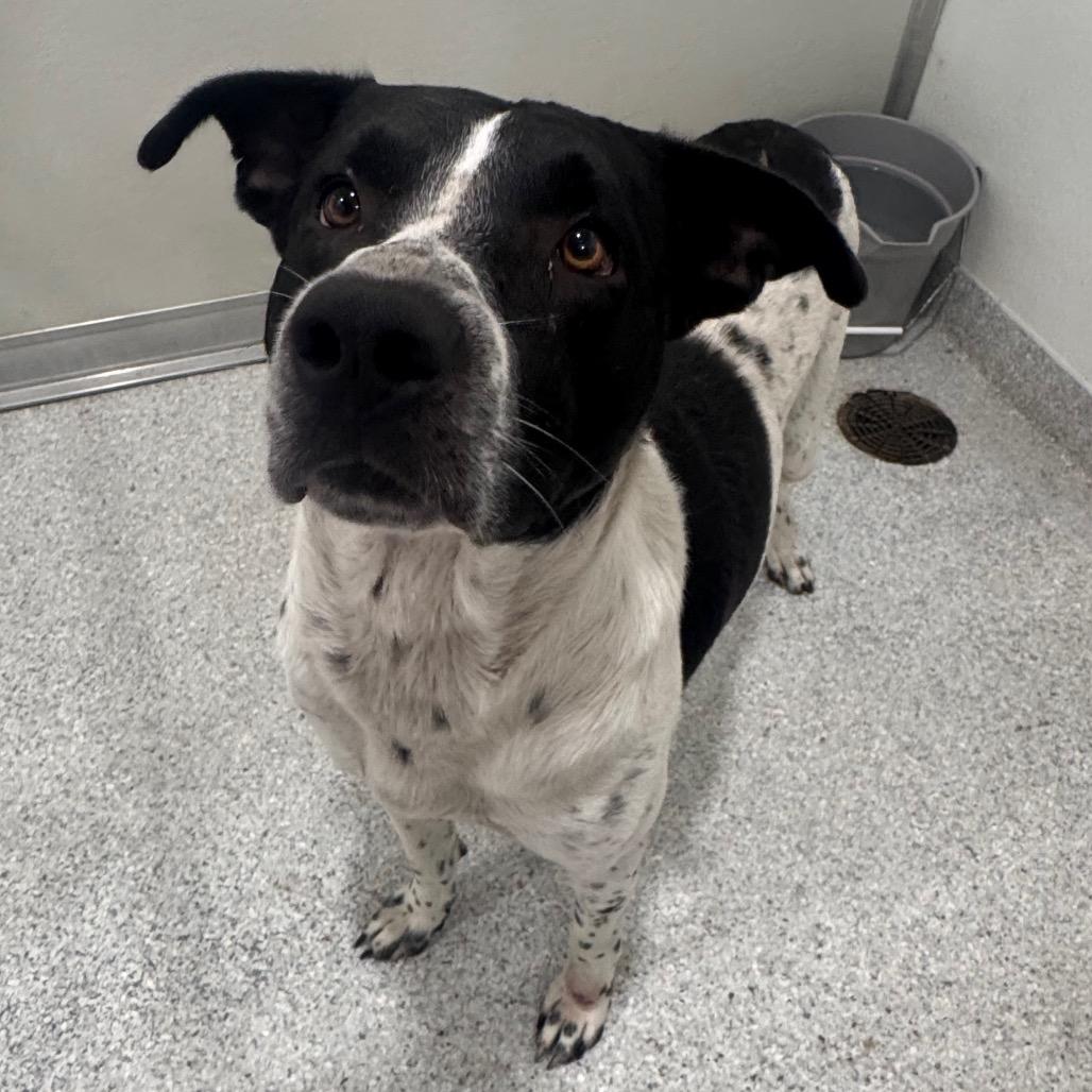 Enlarge Peter, a Adoptable mixed breed in Pineville, MO image 2/4