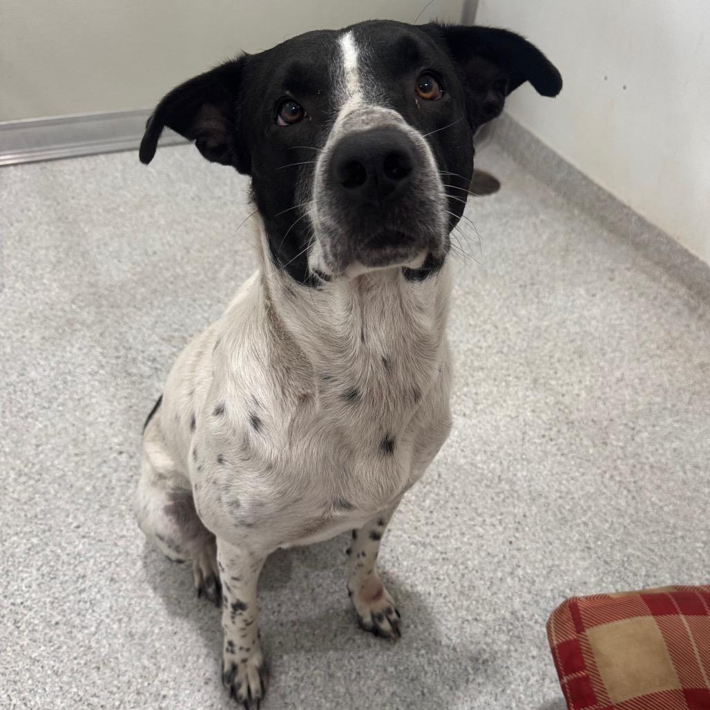 Enlarge Peter, a Adoptable mixed breed in Pineville, MO image 3/4