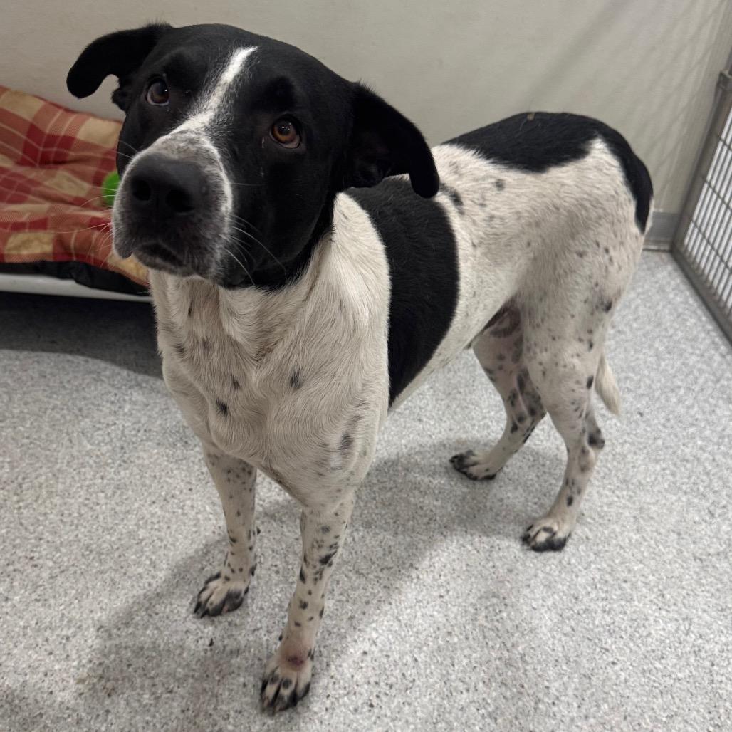 Enlarge Peter, a Adoptable mixed breed in Pineville, MO image 4/4
